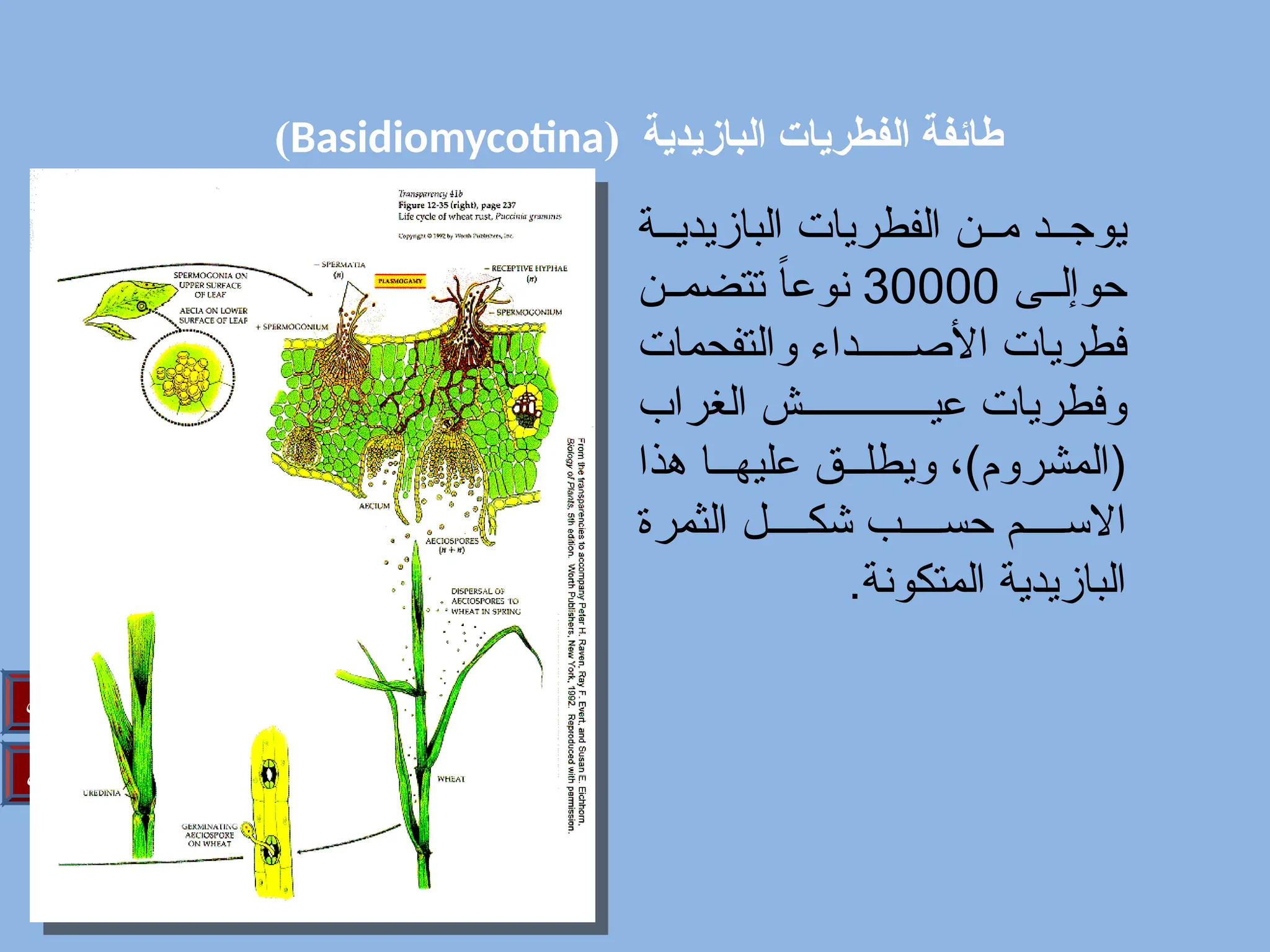 ( ‫البازيدية‬ ‫الفطريات‬ ‫طائفة‬
Basidiomycotina
)
‫التالي‬
‫السابق‬
‫ة‬//‫البازيدي‬ ‫الفطريات‬ ‫ن‬//‫م‬ ‫د‬//‫يوج‬
‫ى‬//‫حوإل‬
30000
‫ن‬//‫تتضم‬ ً
‫ا‬‫نوع‬
‫والتفحمات‬ ‫داء‬//////‫األص‬ ‫فطريات‬
‫الغراب‬ ‫ش‬/////////////‫عي‬ ‫وفطريات‬
‫هذا‬ ‫ا‬///‫عليه‬ ‫ق‬///‫ويطل‬ ،)‫(المشروم‬
‫الثمرة‬ ‫ل‬////‫شك‬ ‫ب‬////‫حس‬ ‫م‬////‫االس‬
.‫المتكونة‬ ‫البازيدية‬
 