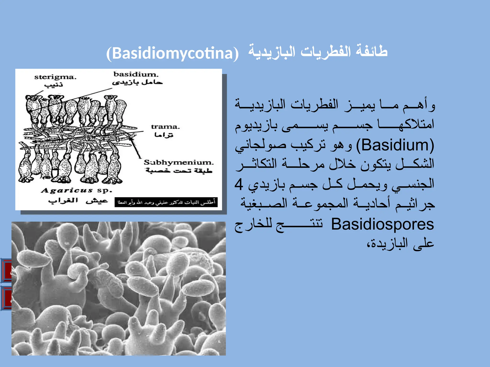 ( ‫البازيدية‬ ‫الفطريات‬ ‫طائفة‬
Basidiomycotina
)
‫التالي‬
‫السابق‬
‫ة‬///‫البازيدي‬ ‫الفطريات‬ ‫ز‬///‫يمي‬ ‫ا‬///‫م‬ ‫م‬///‫وأه‬
‫بازيديوم‬ ‫مى‬//////‫يس‬ ‫م‬//////‫جس‬ ‫ا‬//////‫امتالكه‬
(
Basidium
‫ولجاني‬/‫ص‬ ‫ب‬/‫ي‬‫ترك‬ ‫و‬/‫ه‬‫و‬ )
‫ر‬///‫التكاث‬ ‫ة‬///‫مرحل‬ ‫خالل‬ ‫يتكون‬ ‫ل‬///‫الشك‬
‫بازيدي‬ ‫م‬//‫جس‬ ‫ل‬//‫ك‬ ‫ل‬//‫ويحم‬ ‫ي‬//‫الجنس‬
4
‫بغية‬//‫الص‬ ‫ة‬//‫المجموع‬ ‫ة‬//‫أحادي‬ ‫م‬//‫جراثي‬
Basidiospores
‫للخارج‬ ‫ج‬////////‫تنت‬
،‫البازيدة‬ ‫على‬
 