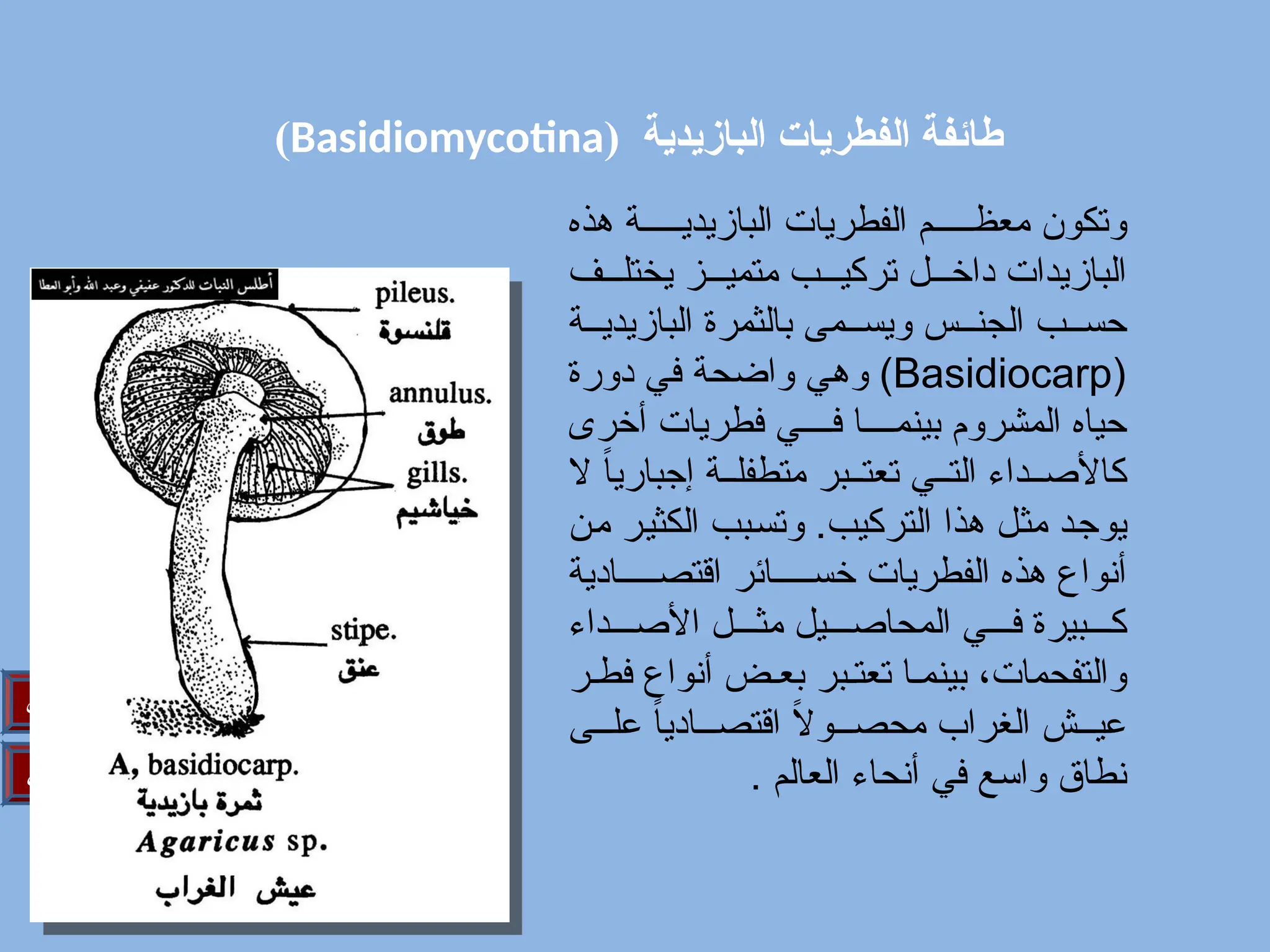( ‫البازيدية‬ ‫الفطريات‬ ‫طائفة‬
Basidiomycotina
)
‫التالي‬
‫السابق‬
‫هذه‬ ‫ة‬/////‫البازيدي‬ ‫الفطريات‬ ‫م‬/////‫معظ‬ ‫وتكون‬
‫ف‬///‫يختل‬ ‫ز‬///‫متمي‬ ‫ب‬///‫تركي‬ ‫ل‬///‫داخ‬ ‫البازيدات‬
‫ة‬//‫البازيدي‬ ‫بالثمرة‬ ‫مى‬//‫ويس‬ ‫س‬//‫الجن‬ ‫ب‬//‫حس‬
(
Basidiocarp
‫دورة‬ ‫ي‬/‫ف‬ ‫ة‬/‫ح‬‫واض‬ ‫ي‬/‫ه‬‫و‬ )
‫أخرى‬ ‫فطريات‬ ‫ي‬////‫ف‬ ‫ا‬////‫بينم‬ ‫المشروم‬ ‫حياه‬
‫ال‬ ً
‫ا‬‫إجباري‬ ‫ة‬//‫متطفل‬ ‫بر‬//‫تعت‬ ‫ي‬//‫الت‬ ‫داء‬//‫كاألص‬
‫ن‬/‫م‬ ‫ر‬/‫ي‬‫الكث‬ ‫بب‬/‫س‬‫وت‬ .‫التركيب‬ ‫هذا‬ ‫ل‬/‫ث‬‫م‬ ‫د‬/‫ج‬‫يو‬
‫ادية‬/////‫اقتص‬ ‫ائر‬/////‫خس‬ ‫الفطريات‬ ‫هذه‬ ‫أنواع‬
‫داء‬///‫األص‬ ‫ل‬///‫مث‬ ‫يل‬///‫المحاص‬ ‫ي‬///‫ف‬ ‫بيرة‬///‫ك‬
‫ر‬/‫فط‬ ‫أنواع‬ ‫ض‬/‫بع‬ ‫بر‬/‫تعت‬ ‫ا‬/‫بينم‬ ،‫والتفحمات‬
‫ى‬///‫عل‬ ً
‫ا‬‫ادي‬///‫اقتص‬ ً
‫ال‬‫و‬///‫محص‬ ‫الغراب‬ ‫ش‬///‫عي‬
. ‫العالم‬ ‫أنحاء‬ ‫في‬ ‫واسع‬ ‫نطاق‬
 