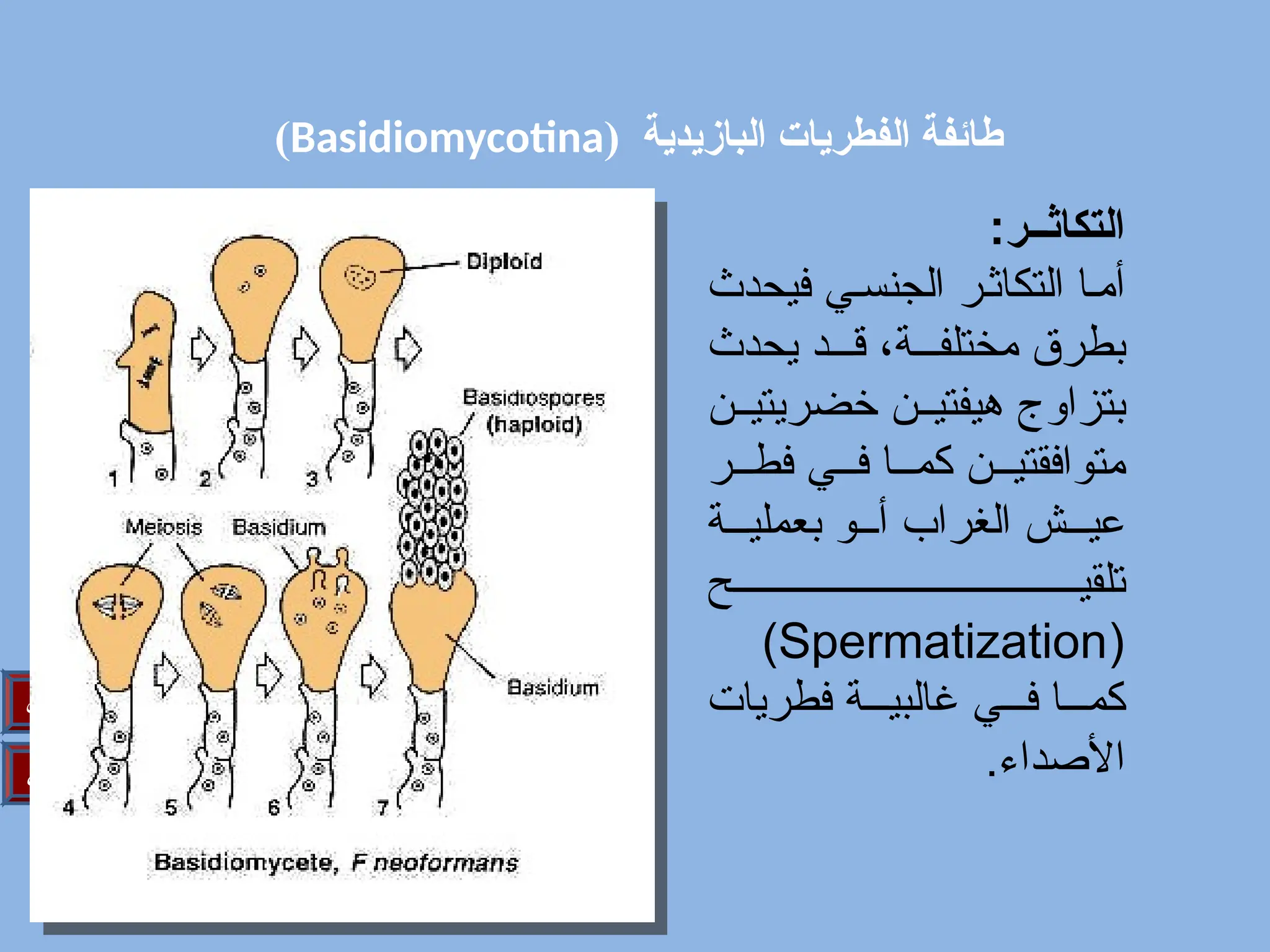 ( ‫البازيدية‬ ‫الفطريات‬ ‫طائفة‬
Basidiomycotina
)
‫التالي‬
‫السابق‬
:‫التكاثــر‬
‫فيحدث‬ ‫ي‬/‫الجنس‬ ‫ر‬/‫التكاث‬ ‫ا‬/‫أم‬
‫يحدث‬ ‫د‬///‫ق‬ ،‫ة‬///‫مختلف‬ ‫بطرق‬
‫ن‬//‫خضريتي‬ ‫ن‬//‫هيفتي‬ ‫بتزاوج‬
‫ر‬//‫فط‬ ‫ي‬//‫ف‬ ‫ا‬//‫كم‬ ‫ن‬//‫متوافقتي‬
‫ة‬///‫بعملي‬ ‫و‬///‫أ‬ ‫الغراب‬ ‫ش‬///‫عي‬
‫ح‬///////////////////////////////////‫تلقي‬
(
Spermatization
)
‫فطريات‬ ‫ة‬///‫غالبي‬ ‫ي‬///‫ف‬ ‫ا‬///‫كم‬
.‫األصداء‬
 