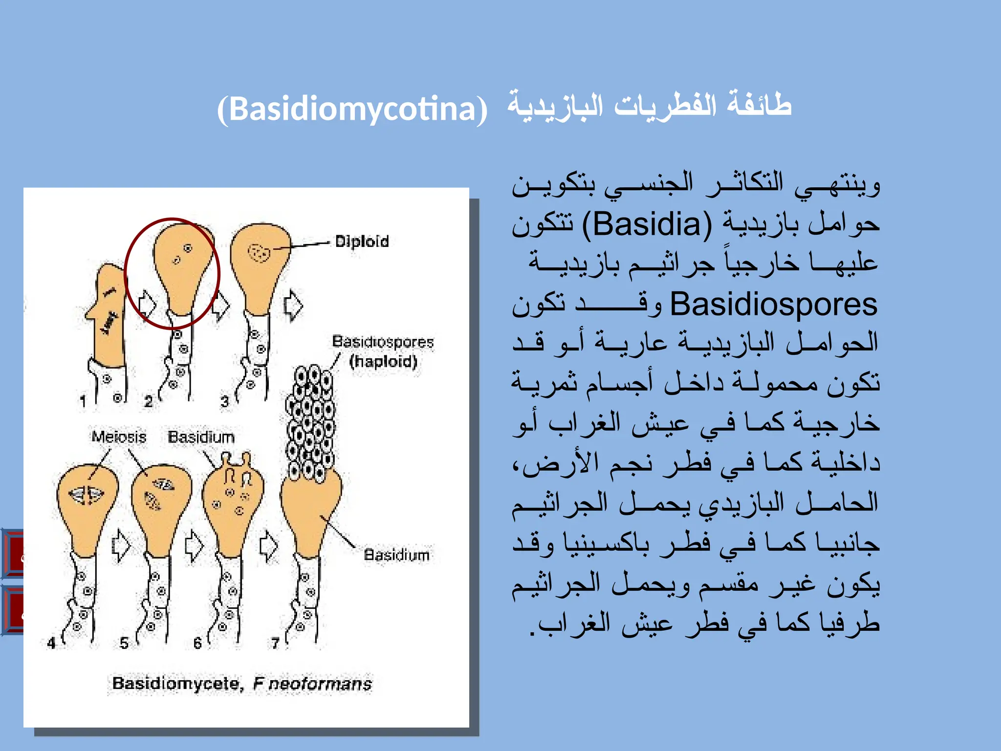( ‫البازيدية‬ ‫الفطريات‬ ‫طائفة‬
Basidiomycotina
)
‫التالي‬
‫السابق‬
‫ن‬//‫بتكوي‬ ‫ي‬//‫الجنس‬ ‫ر‬//‫التكاث‬ ‫ي‬///‫وينته‬
( ‫ة‬/‫ي‬‫بازيد‬ ‫ل‬/‫م‬‫حوا‬
Basidia
‫تتكون‬ )
‫ة‬///‫بازيدي‬ ‫م‬///‫جراثي‬ ً‫ا‬‫خارجي‬ ‫ا‬///‫عليه‬
Basidiospores
‫تكون‬ ‫د‬////////‫وق‬
‫د‬//‫ق‬ ‫و‬//‫أ‬ ‫ة‬//‫عاري‬ ‫ة‬//‫البازيدي‬ ‫ل‬//‫الحوام‬
‫ة‬/
/‫ثمري‬ ‫ام‬/
/‫أجس‬ ‫ل‬/
/‫داخ‬ ‫ة‬/‫محمول‬ ‫تكون‬
‫و‬/‫أ‬ ‫الغراب‬ ‫ش‬/‫عي‬ ‫ي‬/‫ف‬ ‫ا‬/‫كم‬ ‫ة‬/‫خارجي‬
،‫األرض‬ ‫م‬/‫نج‬ ‫ر‬/‫فط‬ ‫ي‬/‫ف‬ ‫ا‬/‫كم‬ ‫ة‬/‫داخلي‬
‫م‬///‫الجراثي‬ ‫ل‬///‫يحم‬ ‫البازيدي‬ ‫ل‬///‫الحام‬
‫د‬//‫وق‬ ‫ينيا‬//‫باكس‬ ‫ر‬//‫فط‬ ‫ي‬//‫ف‬ ‫ا‬//‫كم‬ ‫ا‬//‫جانبي‬
‫م‬//‫الجراثي‬ ‫ل‬//‫ويحم‬ ‫م‬//‫مقس‬ ‫ر‬//‫غي‬ ‫يكون‬
.‫الغراب‬ ‫عيش‬ ‫فطر‬ ‫في‬ ‫كما‬ ‫طرفيا‬
 