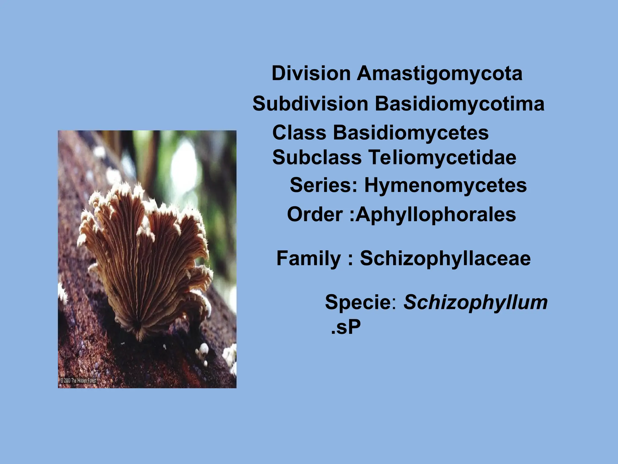 Specie: Schizophyllum
sP
.
Division Amastigomycota
Subdivision Basidiomycotima
Class Basidiomycetes
Subclass Teliomycetidae
Series: Hymenomycetes
Order :Aphyllophorales
Family : Schizophyllaceae
 