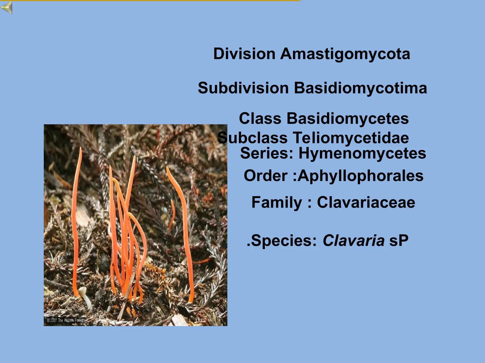 Species: Clavaria sP
.
Subdivision Basidiomycotima
Class Basidiomycetes
Subclass Teliomycetidae
Series: Hymenomycetes
Order :Aphyllophorales
Division Amastigomycota
Family : Clavariaceae
 
