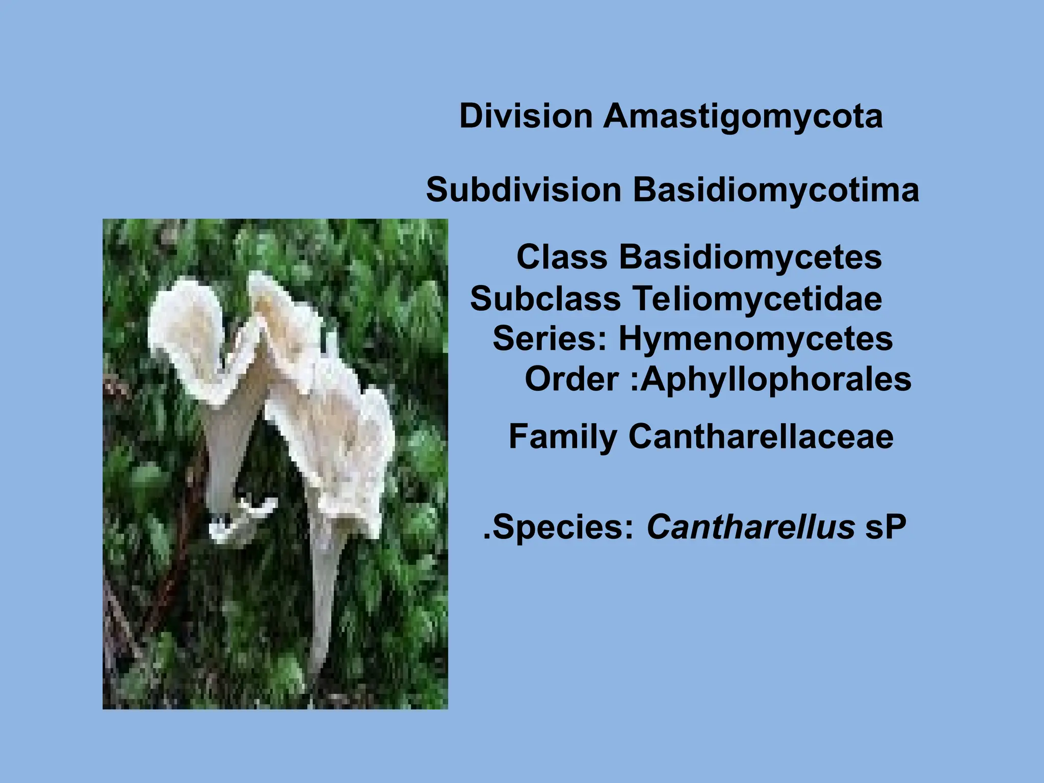 Species: Cantharellus sP
.
Class Basidiomycetes
Subclass Teliomycetidae
Series: Hymenomycetes
Order :Aphyllophorales
Division Amastigomycota
Subdivision Basidiomycotima
Family Cantharellaceae
 