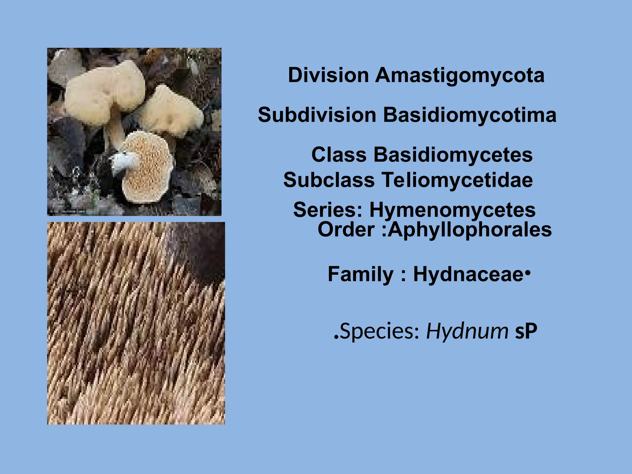 Species: Hydnum sP
.
Class Basidiomycetes
Subclass Teliomycetidae
Series: Hymenomycetes
Order :Aphyllophorales
Subdivision Basidiomycotima
Division Amastigomycota
•
Family : Hydnaceae
 