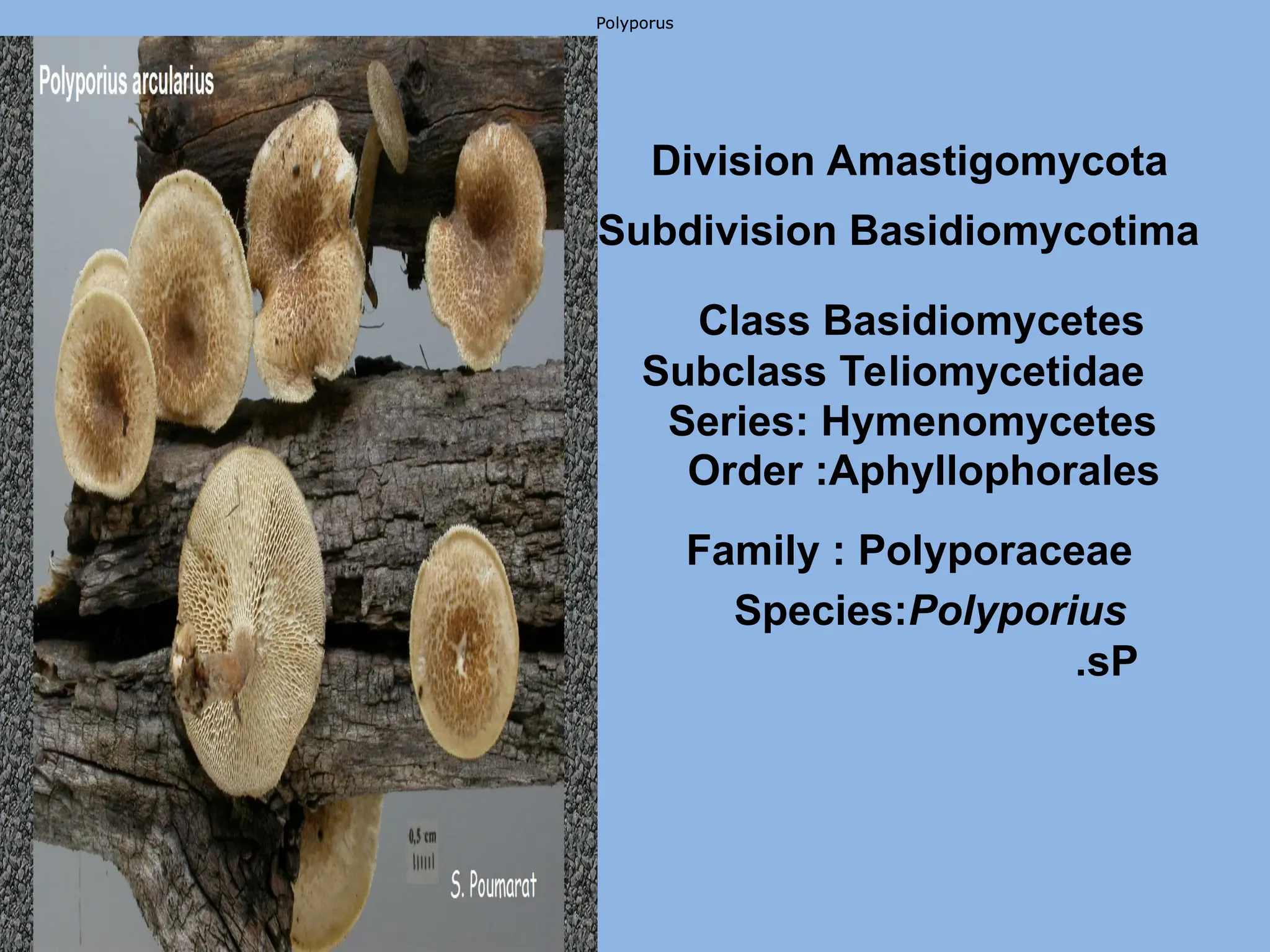 Polyporus
Polyporus
Polyporus
Class Basidiomycetes
Subclass Teliomycetidae
Series: Hymenomycetes
Division Amastigomycota
Subdivision Basidiomycotima
Order :Aphyllophorales
Family : Polyporaceae
Species:Polyporius
sP
.
 