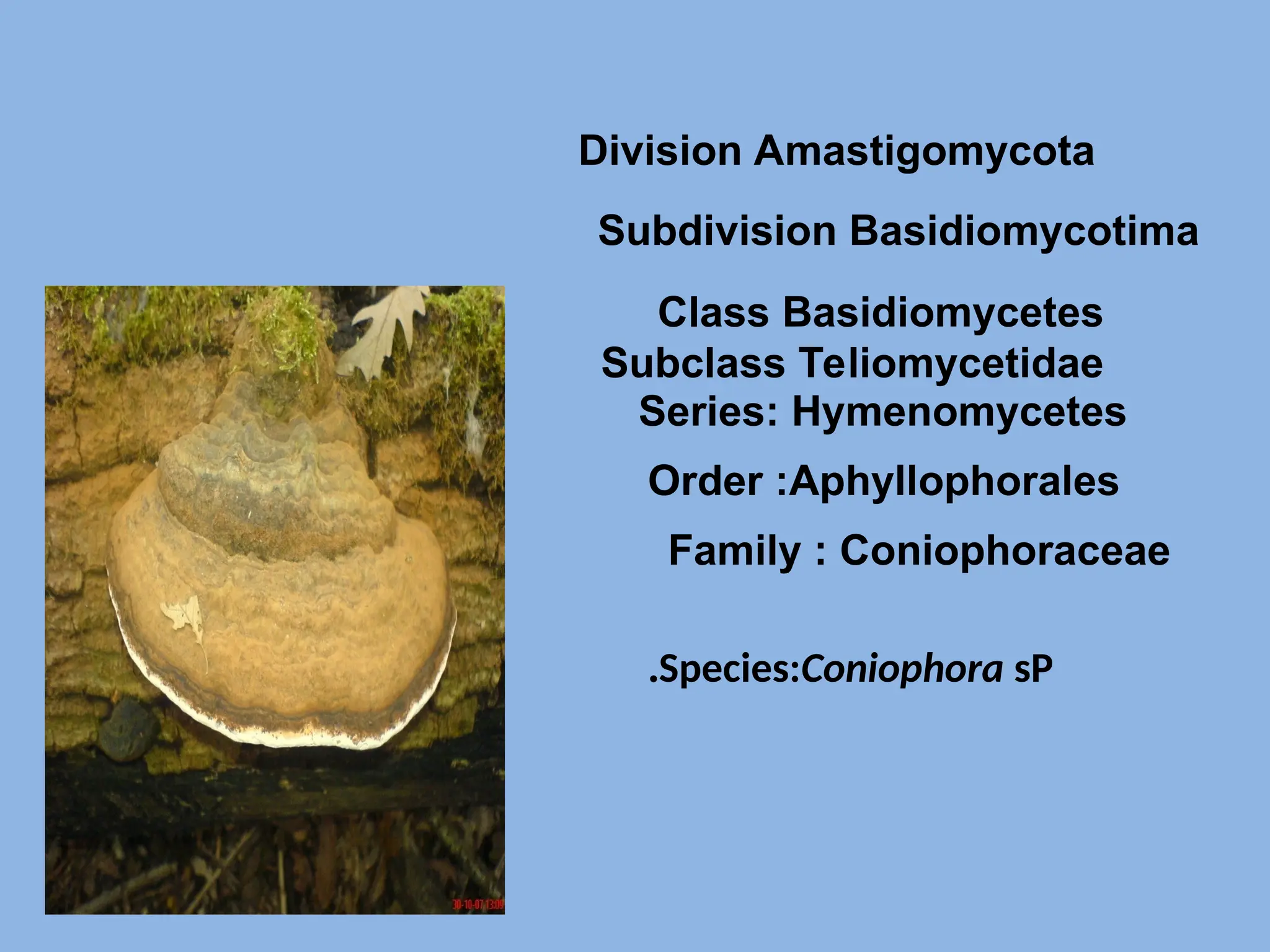 Species:Coniophora sP
.
Class Basidiomycetes
Subclass Teliomycetidae
Series: Hymenomycetes
Order :Aphyllophorales
Division Amastigomycota
Subdivision Basidiomycotima
Family : Coniophoraceae
 