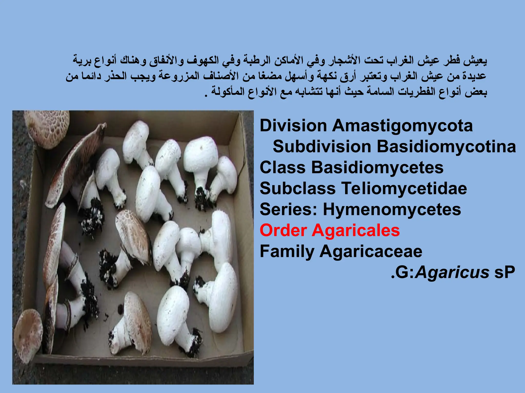 ‫برية‬ ‫أنواع‬ ‫وهناك‬ ‫واألنفاق‬ ‫الكهوف‬ ‫وفي‬ ‫الرطبة‬ ‫األماكن‬ ‫وفي‬ ‫األشجار‬ ‫تحت‬ ‫الغراب‬ ‫عيش‬ ‫فطر‬ ‫يعيش‬
‫من‬ ‫دائما‬ ‫الحذر‬ ‫ويجب‬ ‫المزروعة‬ ‫األصناف‬ ‫من‬ ‫مضغا‬ ‫وأسهل‬ ‫نكهة‬ ‫أرق‬ ‫وتعتبر‬ ‫الغراب‬ ‫عيش‬ ‫من‬ ‫عديدة‬
‫المأكولة‬ ‫األنواع‬ ‫مع‬ ‫تتشابه‬ ‫أنها‬ ‫حيث‬ ‫السامة‬ ‫الفطريات‬ ‫أنواع‬ ‫بعض‬
.
Division Amastigomycota
Subdivision Basidiomycotina
Class Basidiomycetes
Subclass Teliomycetidae
Series: Hymenomycetes
Order Agaricales
Family Agaricaceae
G:Agaricus sP
.
 