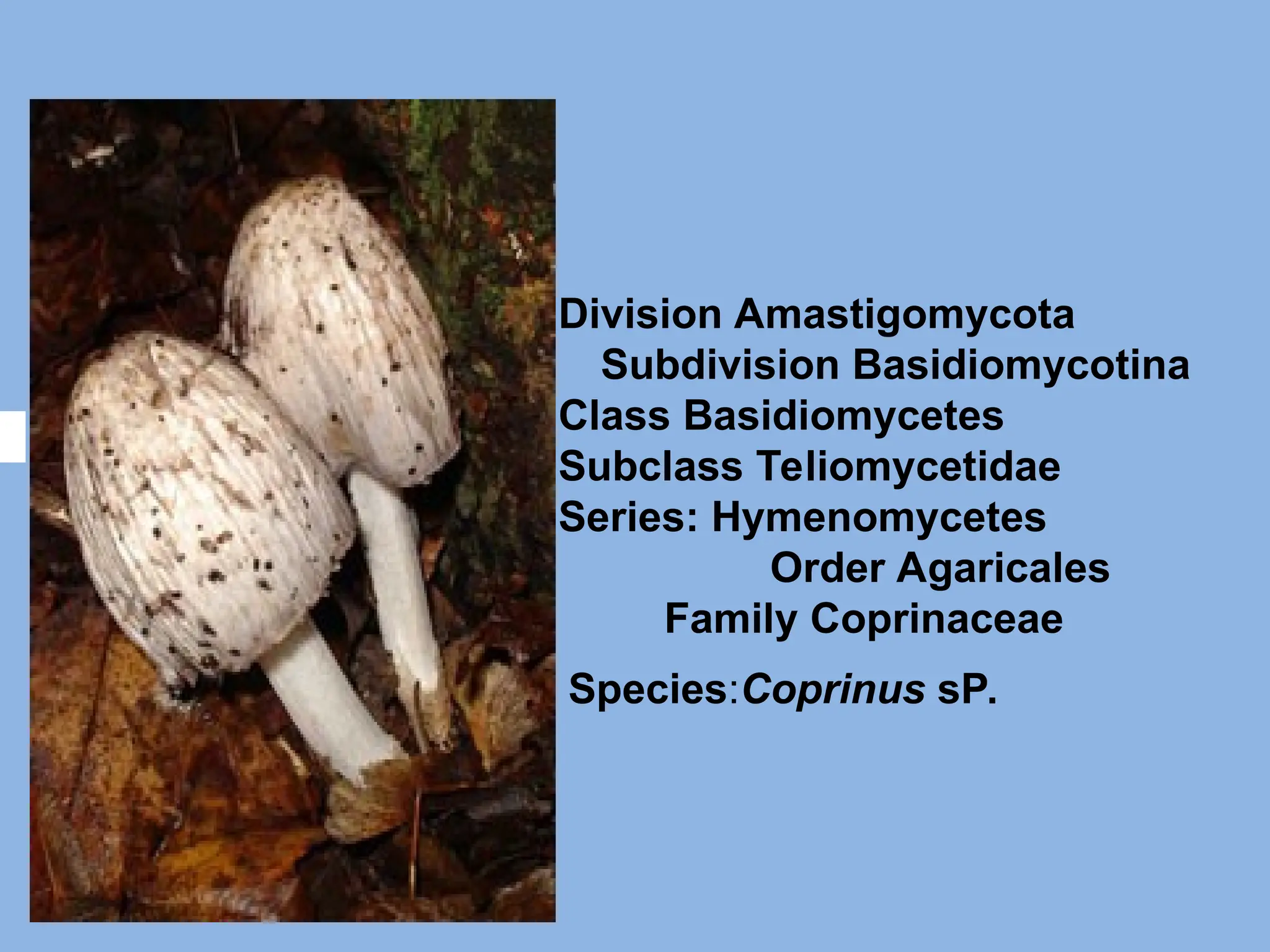 Species:Coprinus sP.
Division Amastigomycota
Subdivision Basidiomycotina
Class Basidiomycetes
Subclass Teliomycetidae
Series: Hymenomycetes
Order Agaricales
Family Coprinaceae
 