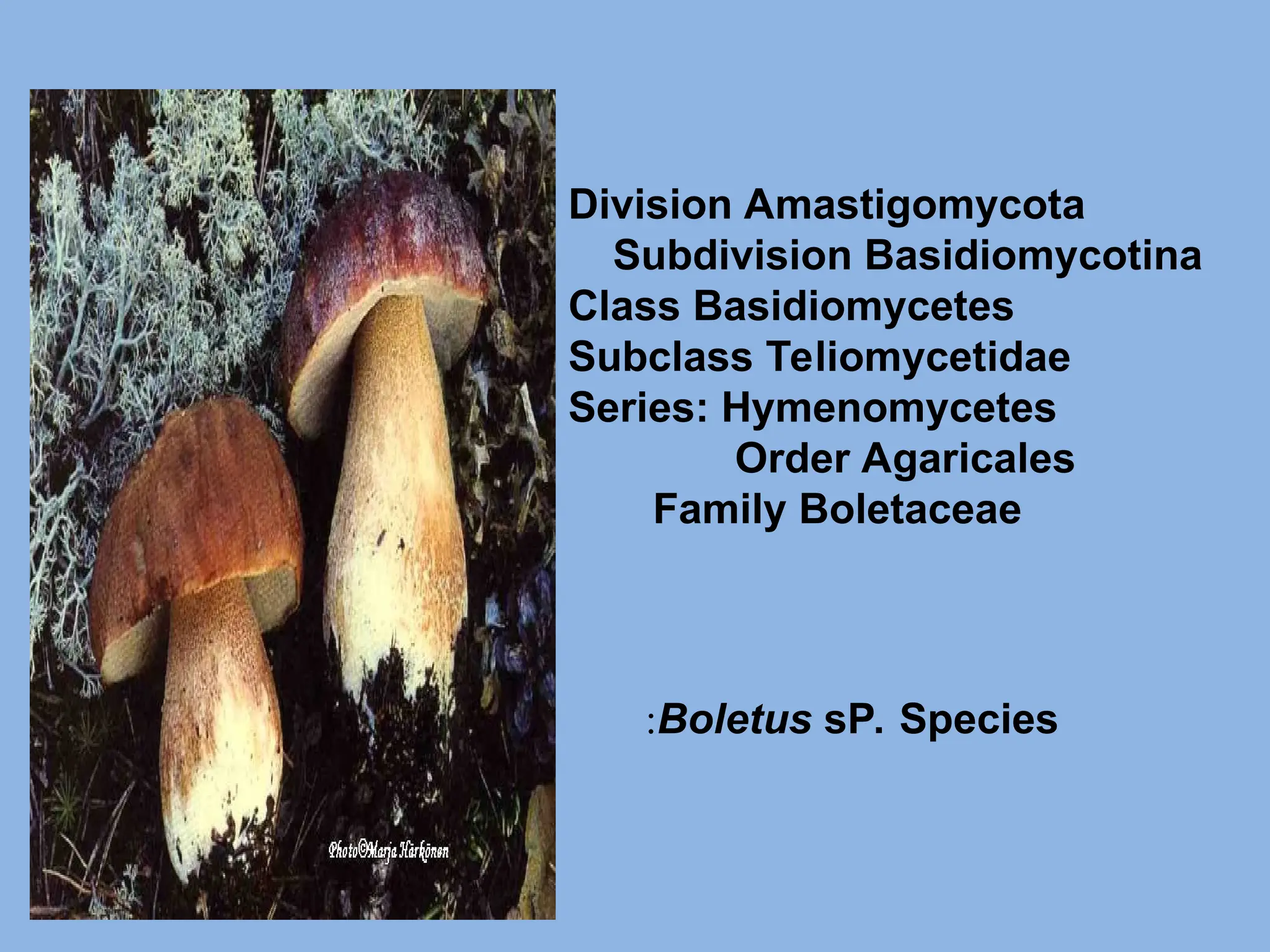 Boletus sP. Species
:
Division Amastigomycota
Subdivision Basidiomycotina
Class Basidiomycetes
Subclass Teliomycetidae
Series: Hymenomycetes
Order Agaricales
Family Boletaceae
 