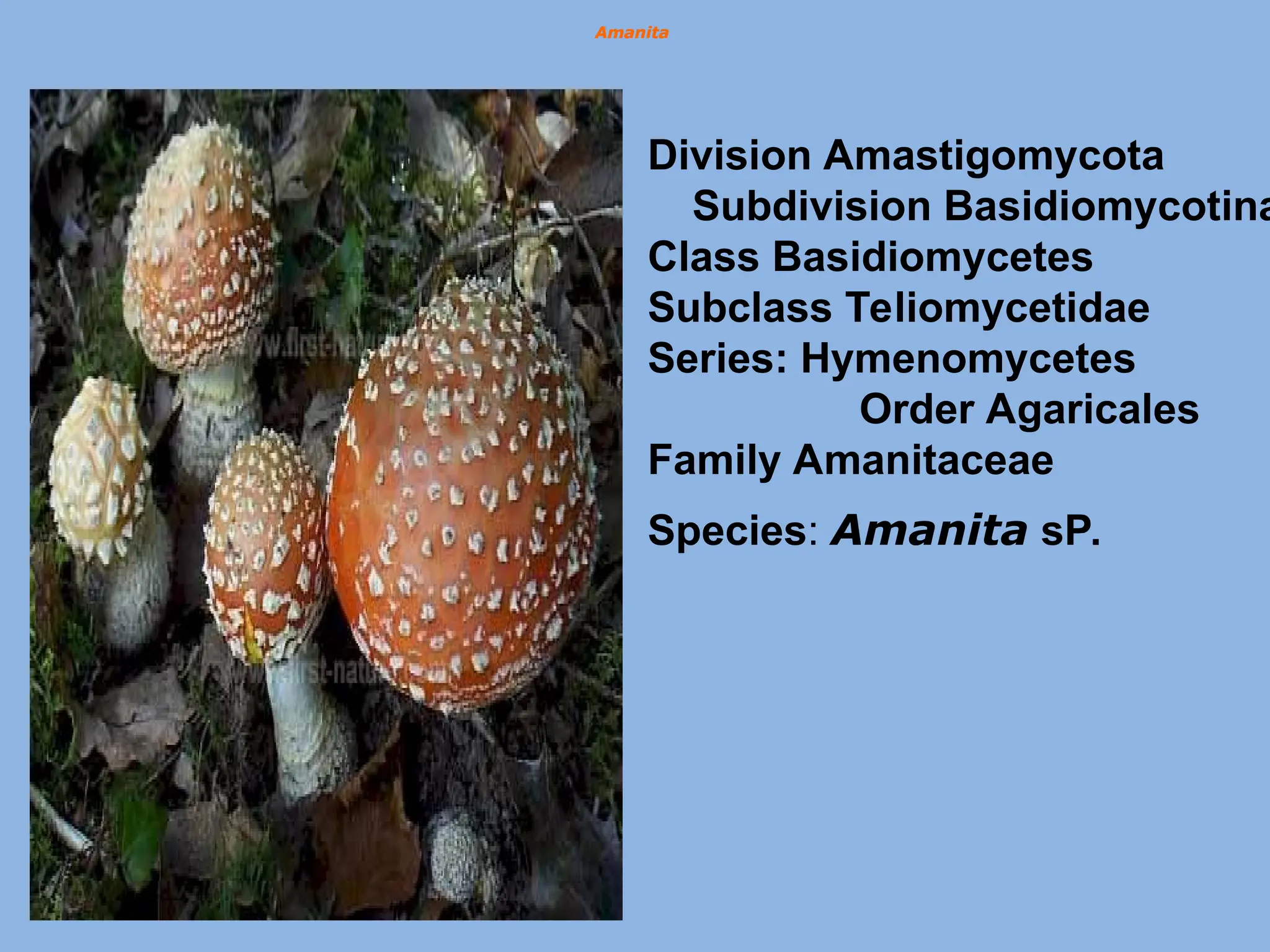 Amanita
Amanita
Amanita
Amanita
Amanita
Amanita
Species: Amanita sP.
Division Amastigomycota
Subdivision Basidiomycotina
Class Basidiomycetes
Subclass Teliomycetidae
Series: Hymenomycetes
Order Agaricales
Family Amanitaceae
 