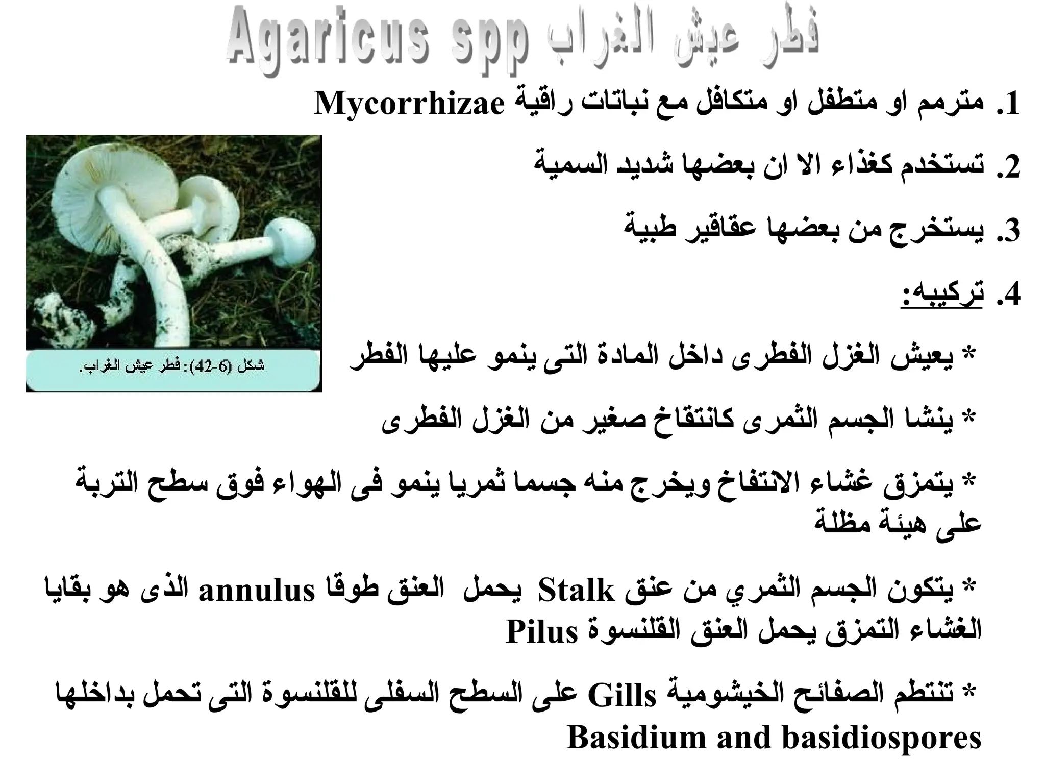 .1
‫راقية‬ ‫نباتات‬ ‫مع‬ ‫متكافل‬ ‫او‬ ‫متطفل‬ ‫او‬ ‫مترمم‬
Mycorrhizae
.2
‫السمية‬ [‫د‬‫شدي‬ ‫بعضها‬ ‫ان‬ ‫اال‬ ‫كغذاء‬ ‫تستخدم‬
.3
‫طبية‬ ‫عقاقير‬ ‫بعضها‬ ‫من‬ ‫يستخرج‬
.4
:‫تركيبه‬
‫الفطر‬ ‫عليها‬ ‫ينمو‬ ‫التى‬ ‫المادة‬ ‫داخل‬ ‫الفطرى‬ ‫الغزل‬ ‫يعيش‬ *
‫الفطرى‬ ‫الغزل‬ ‫من‬ ‫صغير‬ ‫كانتقاخ‬ ‫الثمرى‬ ‫الجسم‬ ‫ينشا‬ *
‫التربة‬ ‫سطح‬ ‫فوق‬ ‫الهواء‬ ‫فى‬ ‫ينمو‬ ‫ثمريا‬ ‫جسما‬ ‫منه‬ ‫ويخرج‬ ‫االنتفاخ‬ ‫غشاء‬ ‫يتمزق‬ *
‫مظلة‬ ‫هيئة‬ ‫على‬
‫عنق‬ ‫من‬ ‫الثمري‬ ‫الجسم‬ ‫يتكون‬ *
Stalk
‫طوقا‬ ‫العنق‬ ‫يحمل‬
annulus
‫بقايا‬ ‫هو‬ ‫الذى‬
‫التمزق‬ ‫الغشاء‬
‫القلنسوة‬ ‫العنق‬ ‫يحمل‬
Pilus
‫الخيشومية‬ ‫الصفائح‬ ‫تنتطم‬ *
Gills
‫بداخلها‬ ‫تحمل‬ ‫التى‬ ‫للقلنسوة‬ ‫السفلى‬ ‫السطح‬ ‫على‬
Basidium and basidiospores
 