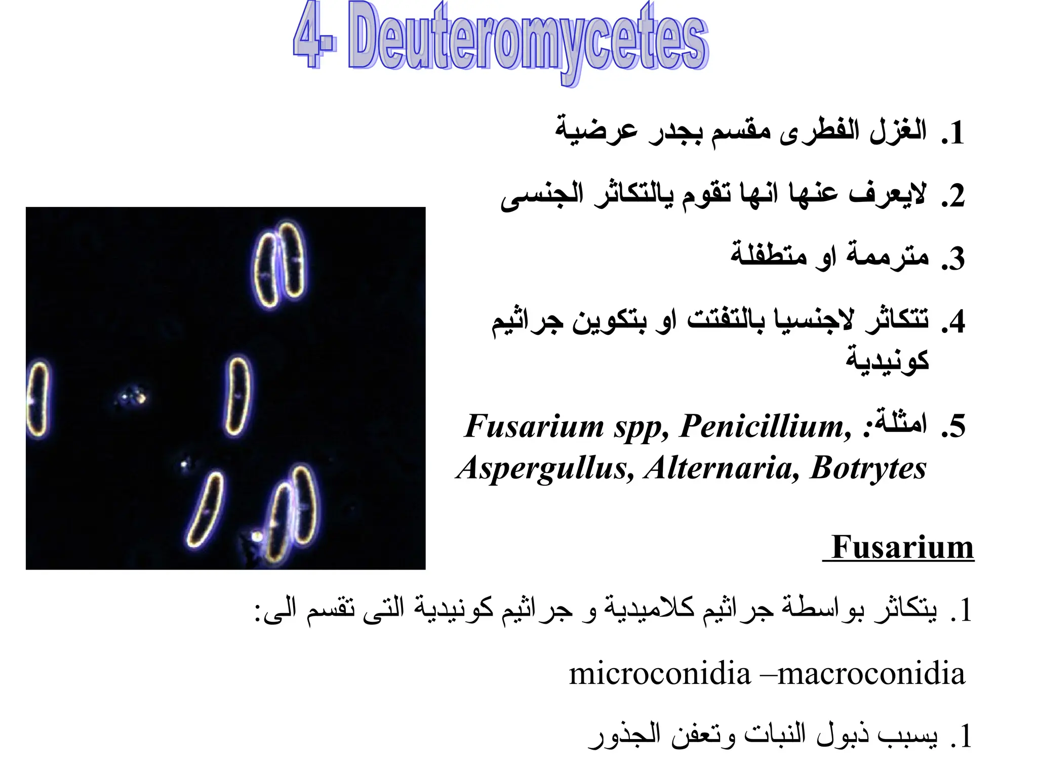 .1
‫عرضية‬ ‫بجدر‬ ‫مقسم‬ ‫الفطرى‬ ‫الغزل‬
.2
‫الجنسى‬ ‫يالتكاثر‬ ‫تقوم‬ ‫انها‬ ‫عنها‬ ‫اليعرف‬
.3
‫متطفلة‬ ‫او‬ ‫مترممة‬
.4
‫جراثيم‬ ‫بتكوين‬ ‫او‬ ‫بالتفتت‬ ‫الجنسيا‬ ‫تتكاثر‬
‫كونيدية‬
.5
‫امثلة‬
:
Fusarium spp, Penicillium,
Aspergullus, Alternaria, Botrytes
Fusarium
.1
:‫الى‬ ‫تقسم‬ ‫التى‬ ‫كونيدية‬ ‫جراثيم‬ ‫و‬ ‫كالميدية‬ ‫جراثيم‬ ‫بواسطة‬ ‫يتكاثر‬
microconidia –macroconidia
.1
‫الجذور‬ ‫وتعفن‬ ‫النبات‬ ‫ذبول‬ ‫يسبب‬
 
