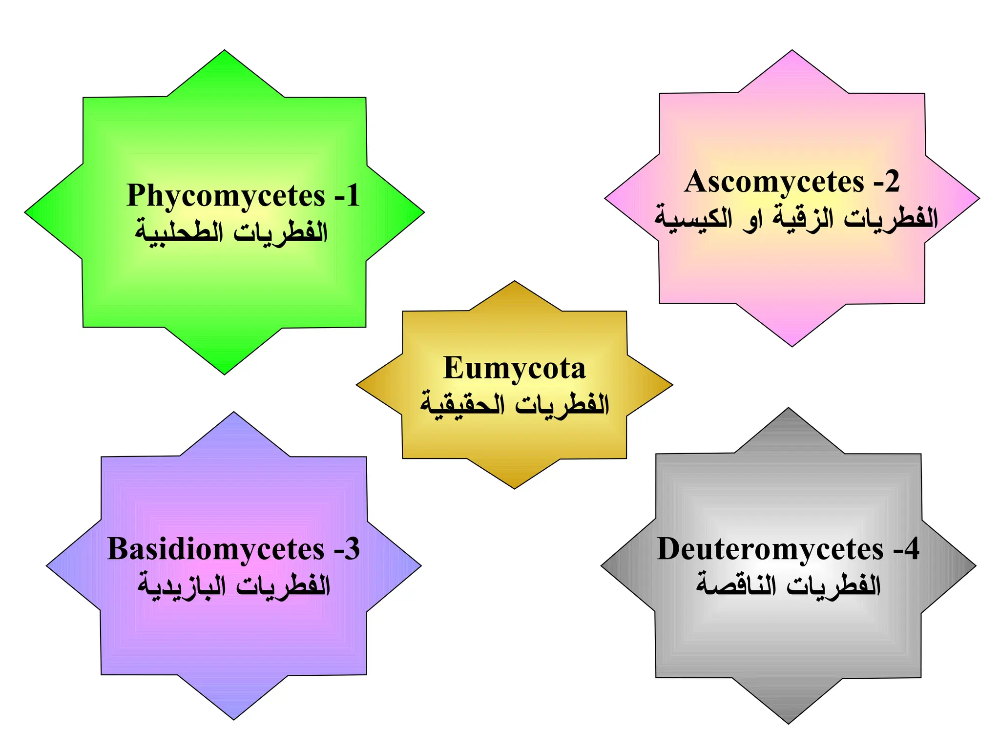 3
-
Basidiomycetes
‫البازيدية‬ ‫الفطريات‬
1
-
Phycomycetes
‫الطحلبية‬ ‫الفطريات‬
2
-
Ascomycetes
‫الكيسية‬ ‫او‬ ‫الزقية‬ ‫الفطريات‬
4
-
Deuteromycetes
‫الناقصة‬ ‫الفطريات‬
Eumycota
‫الحقيقية‬ ‫الفطريات‬
 