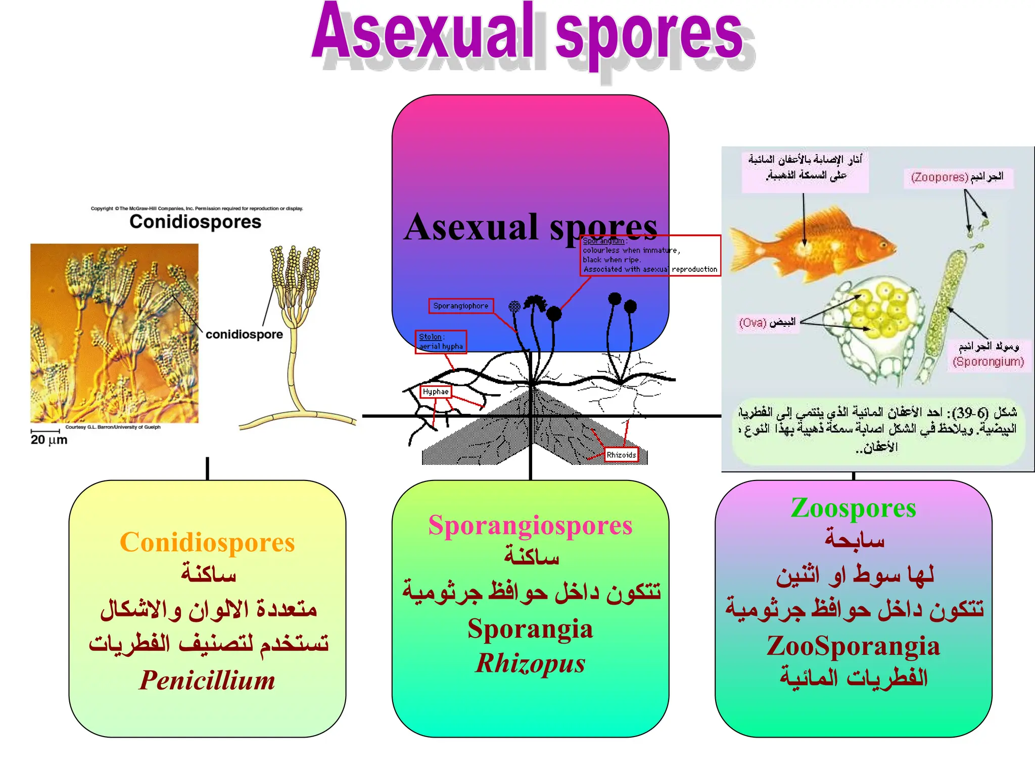 Asexual spores
Conidiospores
‫ساكنة‬
‫واالشكال‬ ‫االلوان‬ ‫متعددة‬
‫الفطريات‬ ‫لتصنيف‬ ‫تستخدم‬
Penicillium
Sporangiospores
‫ساكنة‬
‫جرثومية‬ ‫حوافظ‬ ‫داخل‬ ‫تتكون‬
Sporangia
Rhizopus
Zoospores
‫سابحة‬
‫اثنين‬ ‫او‬ ‫سوط‬ ‫لها‬
‫جرثومية‬ ‫حوافظ‬ ‫داخل‬ ‫تتكون‬
ZooSporangia
‫المائية‬ ‫الفطريات‬
 