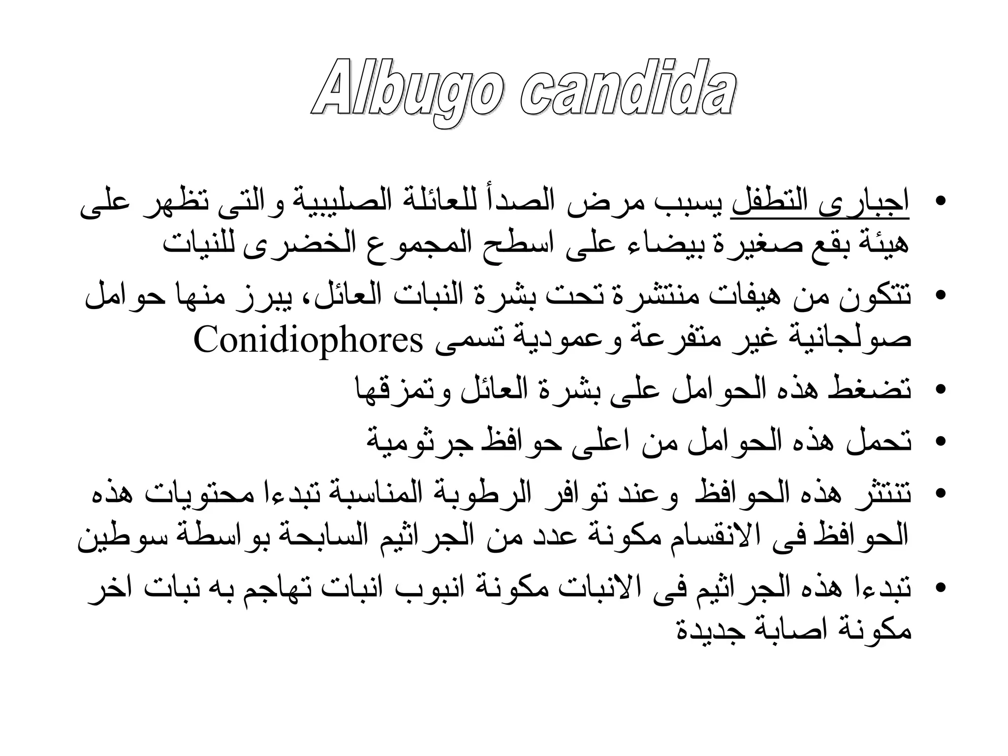 •
‫التطفل‬ ‫اجبارى‬
‫على‬ ‫تظهر‬ ‫والتى‬ ‫الصليبية‬ ‫للعائلة‬ ‫الصدأ‬ ‫مرض‬ ‫يسبب‬
‫للنيات‬ ‫الخضرى‬ ‫المجموع‬ ‫اسطح‬ ‫على‬ ‫بيضاء‬ ‫صغيرة‬ ‫بقع‬ ‫هيئة‬
•
‫حوامل‬ ‫منها‬ ‫يبرز‬ ،‫العائل‬ ‫النبات‬ ‫بشرة‬ ‫تحت‬ ‫منتشرة‬ ‫هيفات‬ ‫من‬ ‫تتكون‬
‫تسمى‬ ‫وعمودية‬ ‫متفرعة‬ ‫غير‬ ‫صولجانية‬
Conidiophores
•
‫وتمزقها‬ ‫العائل‬ ‫بشرة‬ ‫على‬ ‫الحوامل‬ ‫هذه‬ ‫تضغط‬
•
‫جرثومية‬ ‫حوافظ‬ ‫اعلى‬ ‫من‬ ‫الحوامل‬ ‫هذه‬ ‫تحمل‬
•
‫هذه‬ ‫محتويات‬ ‫تبدءا‬ ‫المناسبة‬ ‫الرطوبة‬ ‫توافر‬ ‫وعند‬ ‫الحوافظ‬ ‫هذه‬ ‫تنتثر‬
‫سوطين‬ ‫بواسطة‬ ‫السابحة‬ ‫الجراثيم‬ ‫من‬ ‫عدد‬ ‫مكونة‬ ‫االنقسام‬ ‫فى‬ ‫الحوافظ‬
•
‫اخر‬ ‫نبات‬ ‫به‬ ‫تهاجم‬ ‫انبات‬ ‫انبوب‬ ‫مكونة‬ ‫االنبات‬ ‫فى‬ ‫الجراثيم‬ ‫هذه‬ ‫تبدءا‬
‫جديدة‬ ‫اصابة‬ ‫مكونة‬
 