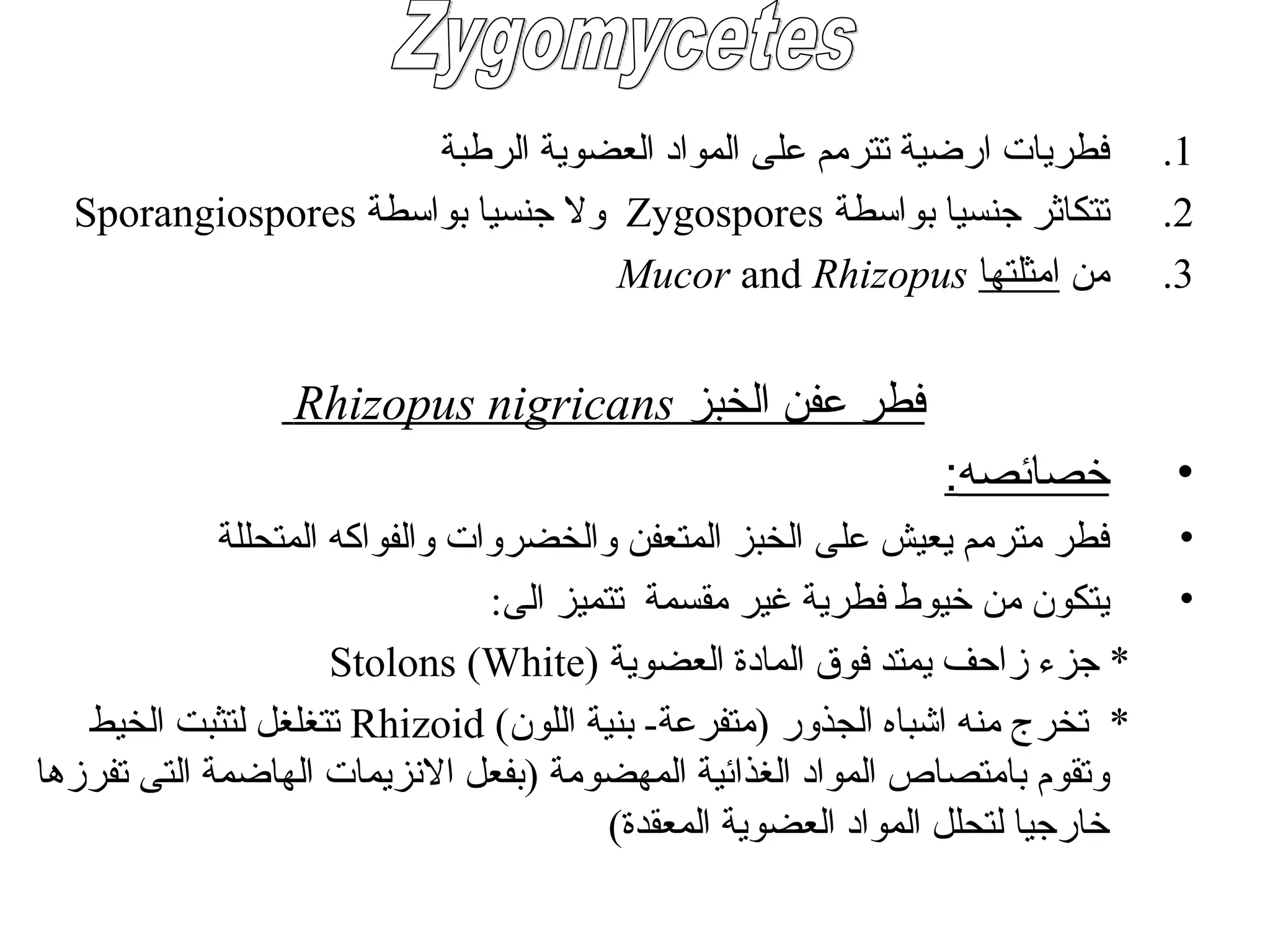 .1
‫الرطبة‬ ‫العضوية‬ ‫المواد‬ ‫على‬ ‫تترمم‬ ‫ارضية‬ ‫فطريات‬
.2
‫بواسطة‬ ‫جنسيا‬ ‫تتكاثر‬
Zygospores
‫بواسطة‬ ‫جنسيا‬ ‫وال‬
Sporangiospores
.3
‫من‬
‫امثلتها‬
Mucor and Rhizopus
‫الخبز‬ ‫عفن‬ ‫فطر‬
Rhizopus nigricans
•
‫خصائصه‬
:
•
‫المتحللة‬ ‫والفواكه‬ ‫والخضروات‬ ‫المتعفن‬ ‫الخبز‬ ‫على‬ ‫يعيش‬ ‫مترمم‬ ‫فطر‬
•
:‫الى‬ ‫تتميز‬ ‫مقسمة‬ ‫غير‬ ‫فطرية‬ ‫خيوط‬ ‫من‬ ‫يتكون‬
‫العضوية‬ ‫المادة‬ ‫فوق‬ ‫يمتد‬ ‫زاحف‬ ‫جزء‬ *
Stolons (White)
)‫اللون‬ ‫بنية‬ -‫(متفرعة‬ ‫الجذور‬ ‫اشباه‬ ‫منه‬ ‫تخرج‬ *
Rhizoid
‫الخيط‬ ‫لتثبت‬ ‫تتغلغل‬
‫تفرزها‬ ‫التى‬ ‫الهاضمة‬ ‫االنزيمات‬ ‫(بفعل‬ ‫المهضومة‬ ‫الغذائية‬ ‫المواد‬ ‫بامتصاص‬ ‫وتقوم‬
)‫المعقدة‬ ‫العضوية‬ ‫المواد‬ ‫لتحلل‬ ‫خارجيا‬
 