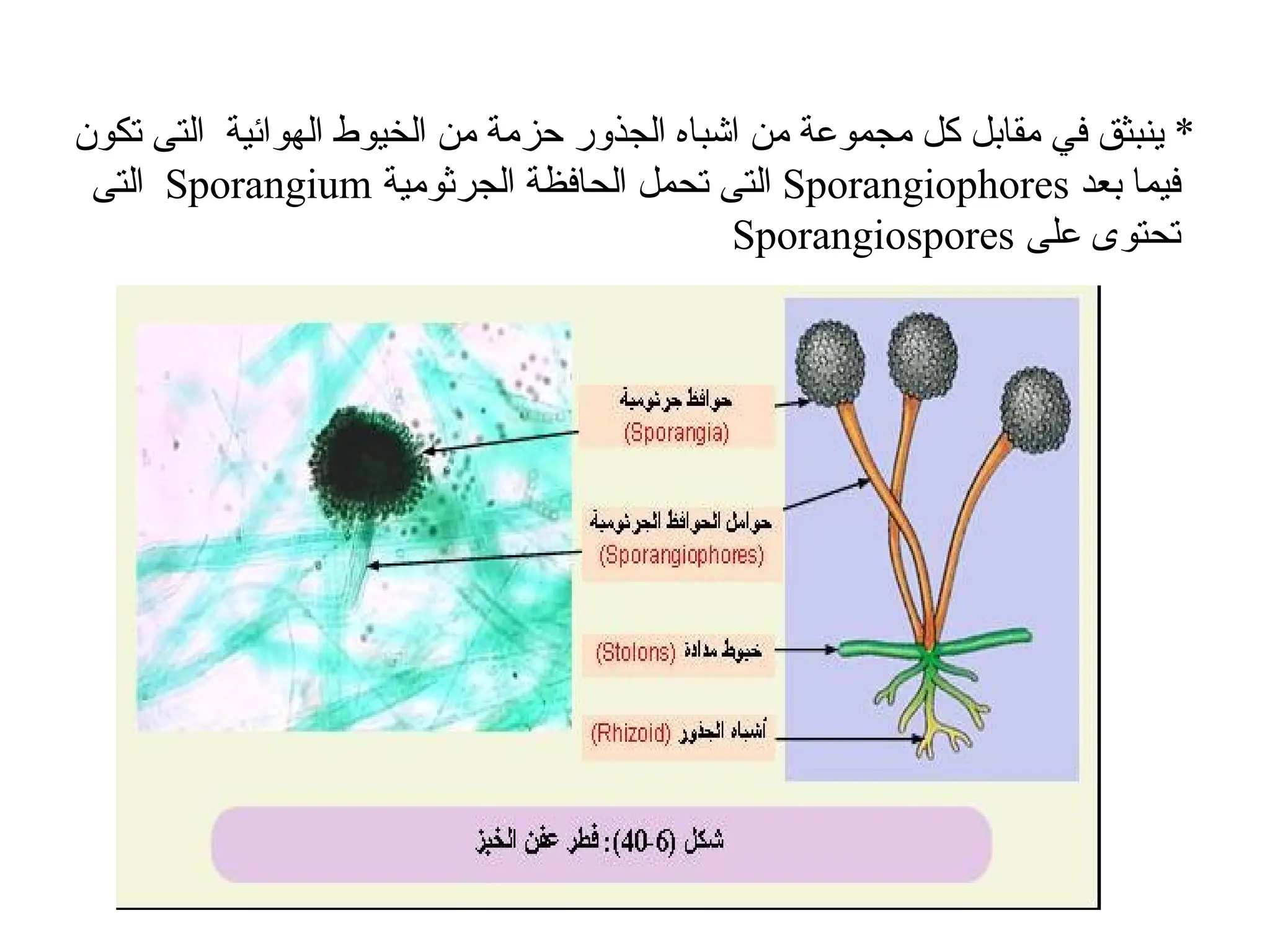 ‫تكون‬ ‫التى‬ ‫الهوائية‬ ‫الخيوط‬ ‫من‬ ‫حزمة‬ ‫الجذور‬ ‫اشباه‬ ‫من‬ ‫مجموعة‬ ‫كل‬ ‫مقابل‬ ‫في‬ ‫ينبثق‬ *
‫بعد‬ ‫فيما‬
Sporangiophores
‫الجرثومية‬ ‫الحافظة‬ ‫تحمل‬ ‫التى‬
Sporangium
‫التى‬
‫على‬ ‫تحتوى‬
Sporangiospores
 