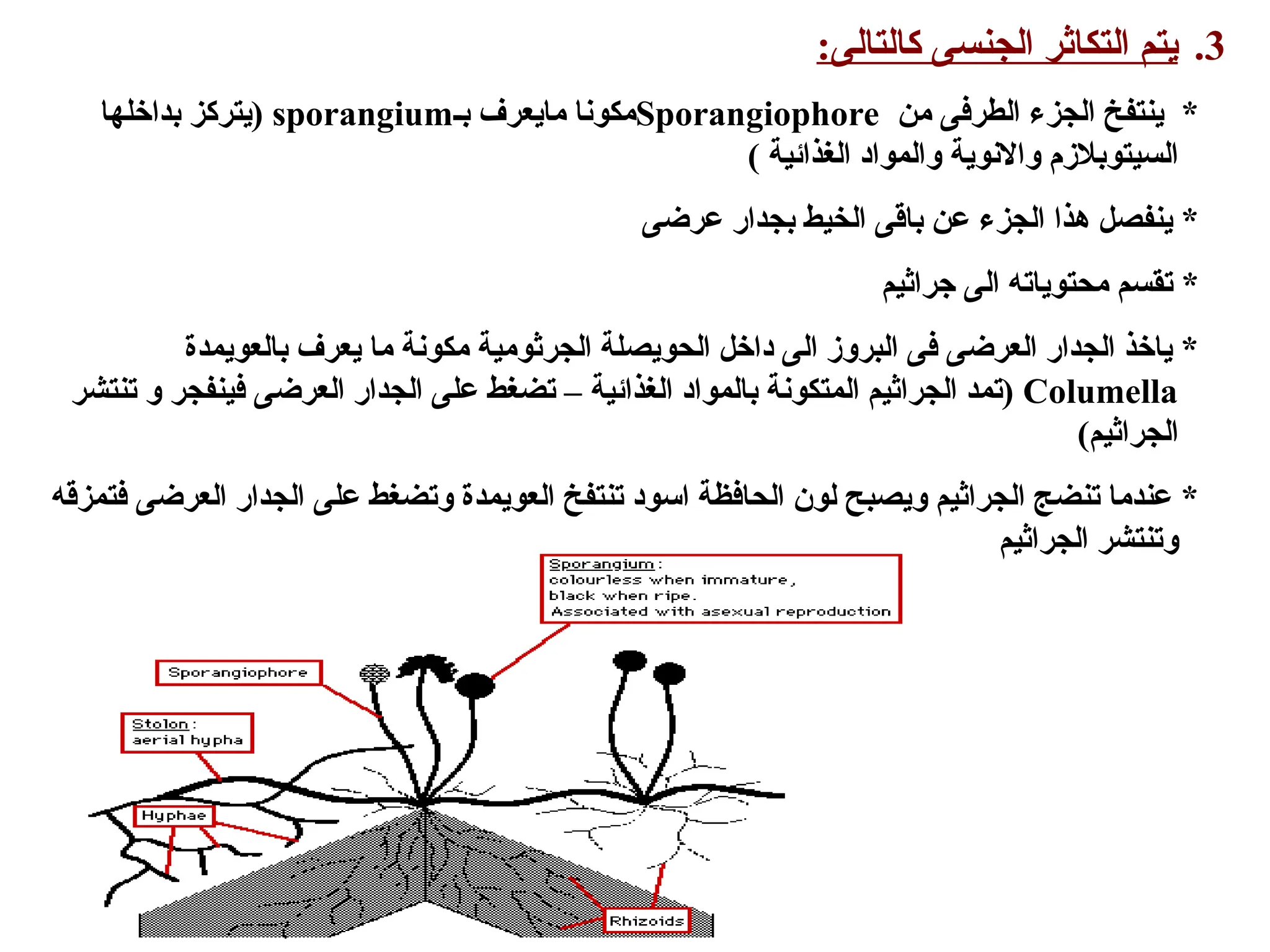 .3
:‫كالتالى‬ ‫الجنسى‬ ‫التكاثر‬ ‫يتم‬
‫من‬ ‫الطرفى‬ ‫الجزء‬ ‫ينتفخ‬ *
Sporangiophore
‫بـ‬ ‫مايعرف‬ ‫مكونا‬
sporangium
‫بداخلها‬ ‫(يتركز‬
) ‫الغذائية‬ ‫والمواد‬ ‫واالنوية‬ ‫السيتوبالزم‬
‫عرضى‬ ‫بجدار‬ ‫الخيط‬ ‫باقى‬ ‫عن‬ ‫الجزء‬ ‫هذا‬ ‫ينفصل‬ *
‫جراثيم‬ ‫الى‬ ‫محتوياته‬ ‫تقسم‬ *
‫بالعويمدة‬ ‫يعرف‬ ‫ما‬ ‫مكونة‬ ‫الجرثومية‬ ‫الحويصلة‬ ‫داخل‬ ‫الى‬ ‫البروز‬ ‫فى‬ ‫العرضى‬ ‫الجدار‬ ‫ياخذ‬ *
Columella
‫تنتشر‬ ‫و‬ ‫فينفجر‬ ‫العرضى‬ ‫الجدار‬ ‫على‬ ‫تضغط‬ – ‫الغذائية‬ ‫بالمواد‬ ‫المتكونة‬ ‫الجراثيم‬ ‫(تمد‬
)‫الجراثيم‬
‫فتمزقه‬ ‫العرضى‬ ‫الجدار‬ ‫على‬ ‫وتضغط‬ ‫العويمدة‬ ‫تنتفخ‬ ‫اسود‬ ‫الحافظة‬ ‫لون‬ ‫ويصبح‬ ‫الجراثيم‬ ‫تنضج‬ ‫عندما‬ *
‫الجراثيم‬ ‫وتنتشر‬
 