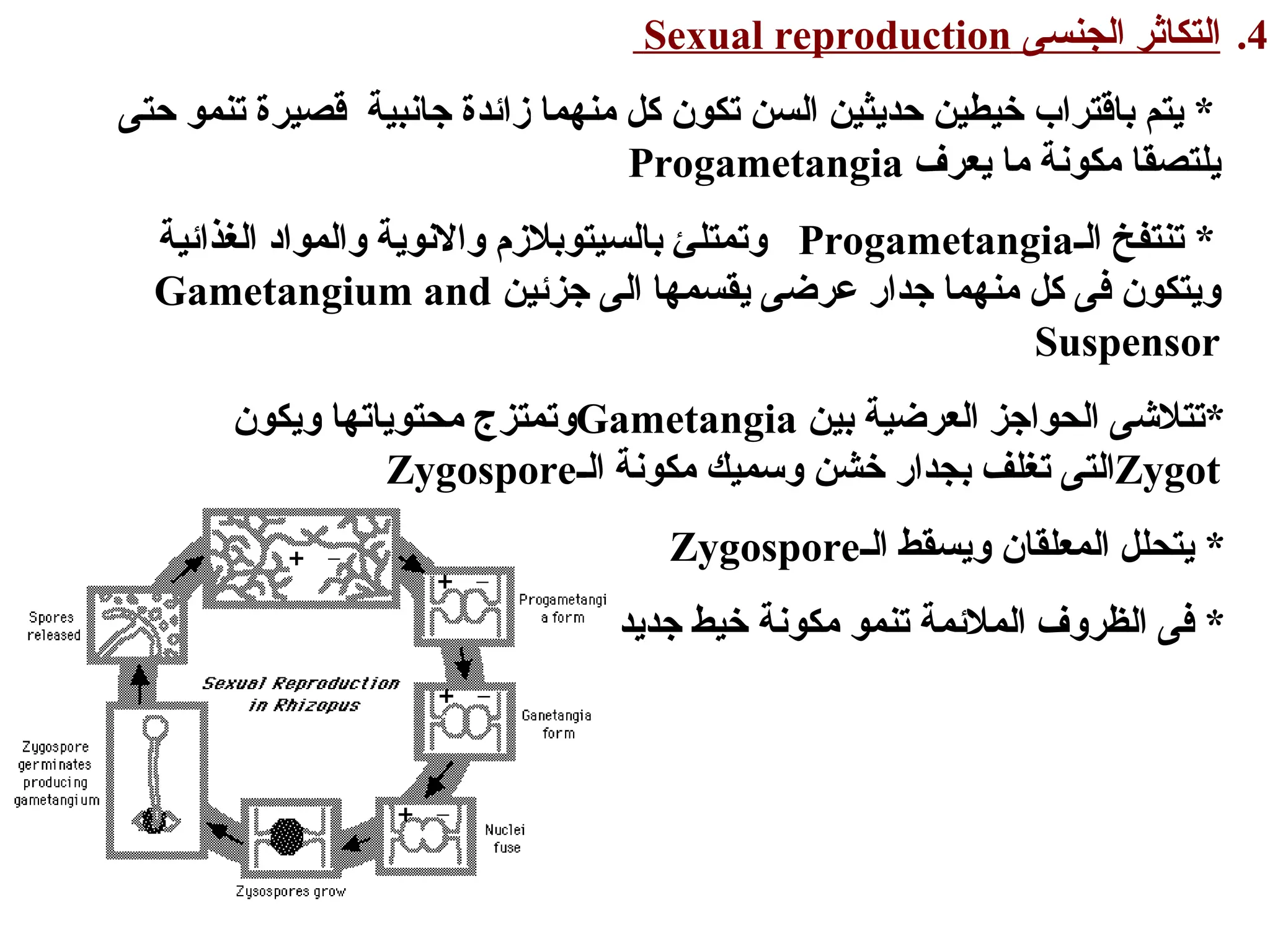 .4
‫الجنسى‬ ‫التكاثر‬
Sexual reproduction
‫حتى‬ ‫تنمو‬ ‫قصيرة‬ ‫جانبية‬ ‫زائدة‬ ‫منهما‬ ‫كل‬ ‫تكون‬ ‫السن‬ ‫حديثين‬ ‫خيطين‬ ‫باقتراب‬ ‫يتم‬ *
‫يعرف‬ ‫ما‬ ‫مكونة‬ ‫يلتصقا‬
Progametangia
‫الـ‬ ‫تنتفخ‬ *
Progametangia
‫الغذائية‬ ‫والمواد‬ ‫واالنوية‬ ‫بالسيتوبالزم‬ ‫وتمتلئ‬
‫جزئين‬ ‫الى‬ ‫يقسمها‬ ‫عرضى‬ ‫جدار‬ ‫منهما‬ ‫كل‬ ‫فى‬ ‫ويتكون‬
Gametangium and
Suspensor
‫بين‬ ‫العرضية‬ ‫الحواجز‬ ‫*تتالشى‬
Gametangia
‫ويكون‬ ‫محتوياتها‬ ‫وتمتزج‬
Zygot
‫الـ‬ ‫مكونة‬ ‫وسميك‬ ‫خشن‬ ‫بجدار‬ ‫تغلف‬ ‫التى‬
Zygospore
‫الـ‬ ‫ويسقط‬ ‫المعلقان‬ ‫يتحلل‬ *
Zygospore
‫جديد‬ ‫خيط‬ ‫مكونة‬ ‫تنمو‬ ‫المالئمة‬ ‫الظروف‬ ‫فى‬ *
 