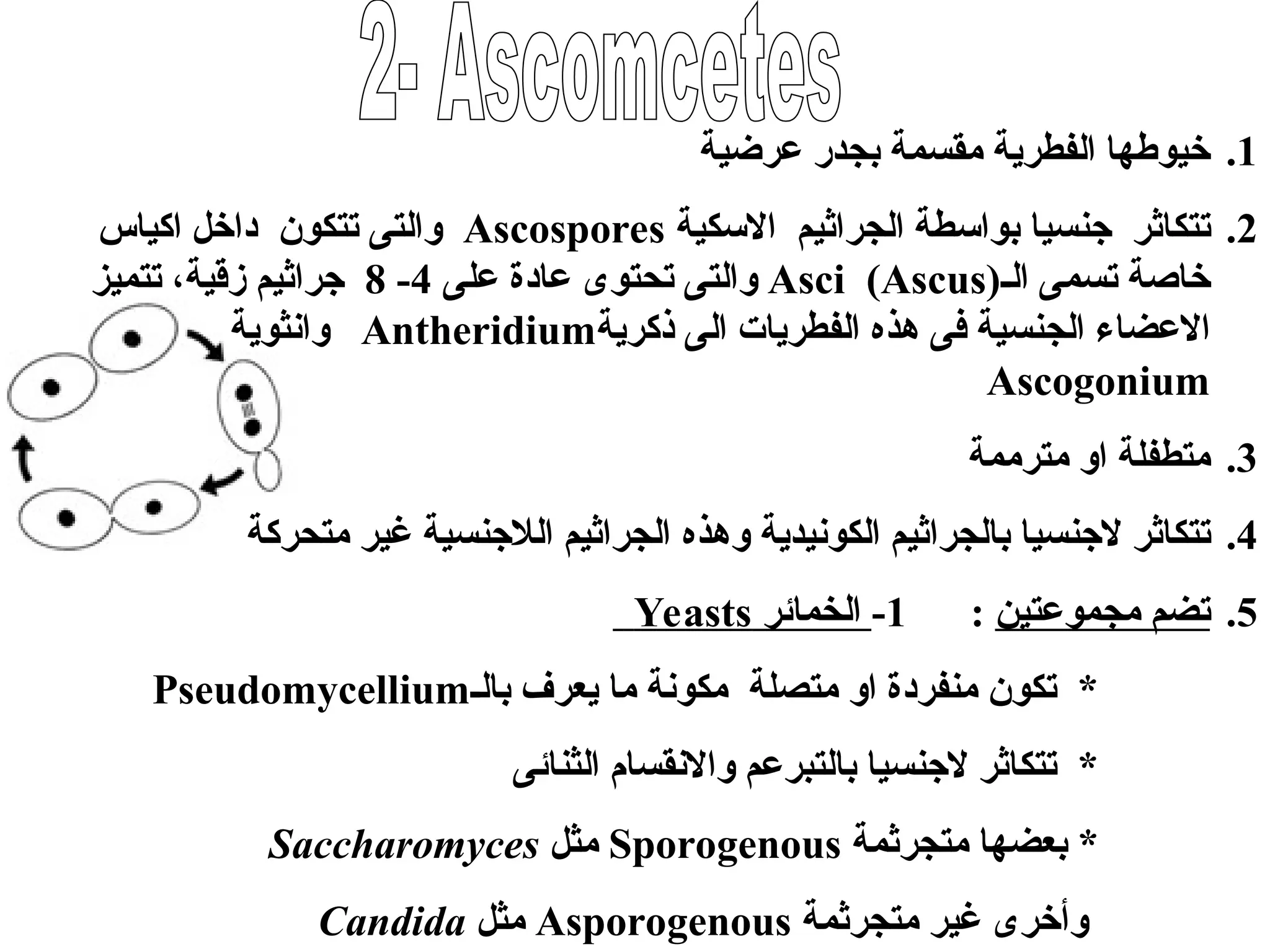 .1
‫عرضية‬ ‫بجدر‬ ‫مقسمة‬ ‫الفطرية‬ ‫خيوطها‬
.2
‫ت‬
‫بواسطة‬ ‫جنسيا‬ ‫تكاثر‬
‫ا‬
‫لجراثيم‬
‫االسكية‬
Ascospores
‫تتكون‬ ‫والتى‬
‫اكياس‬ ‫داخل‬
‫الـ‬ ‫تسمى‬ ‫خاصة‬
Asci (Ascus)
‫و‬
‫على‬ ‫عادة‬ ‫تحتوى‬ ‫التى‬
4
-
8
‫زقية‬ ‫جراثيم‬
‫تتميز‬ ،
‫ذكرية‬ ‫الى‬ ‫الفطريات‬ ‫هذه‬ ‫فى‬ ‫الجنسية‬ ‫االعضاء‬
Antheridium
‫وانثوية‬
Ascogonium
.3
‫مترممة‬ ‫او‬ ‫متطفلة‬
.4
‫وهذه‬ ‫الكونيدية‬ ‫بالجراثيم‬ ‫الجنسيا‬ ‫تتكاثر‬
‫متحركة‬ ‫غير‬ ‫الالجنسية‬ ‫الجراثيم‬
.5
‫مجموعتين‬ ‫تضم‬
:
1
-
‫الخمائر‬
Yeasts
‫بالـ‬ ‫يعرف‬ ‫ما‬ ‫مكونة‬ ‫متصلة‬ ‫او‬ ‫منفردة‬ ‫تكون‬ *
Pseudomycellium
‫الثنائى‬ ‫واالنقسام‬ ‫بالتبرعم‬ ‫الجنسيا‬ ‫تتكاثر‬ *
‫متجرثمة‬ ‫بعضها‬ *
Sporogenous
‫مثل‬
Saccharomyces
‫متجرثمة‬ ‫غير‬ ‫وأخرى‬
Asporogenous
‫مثل‬
Candida
 