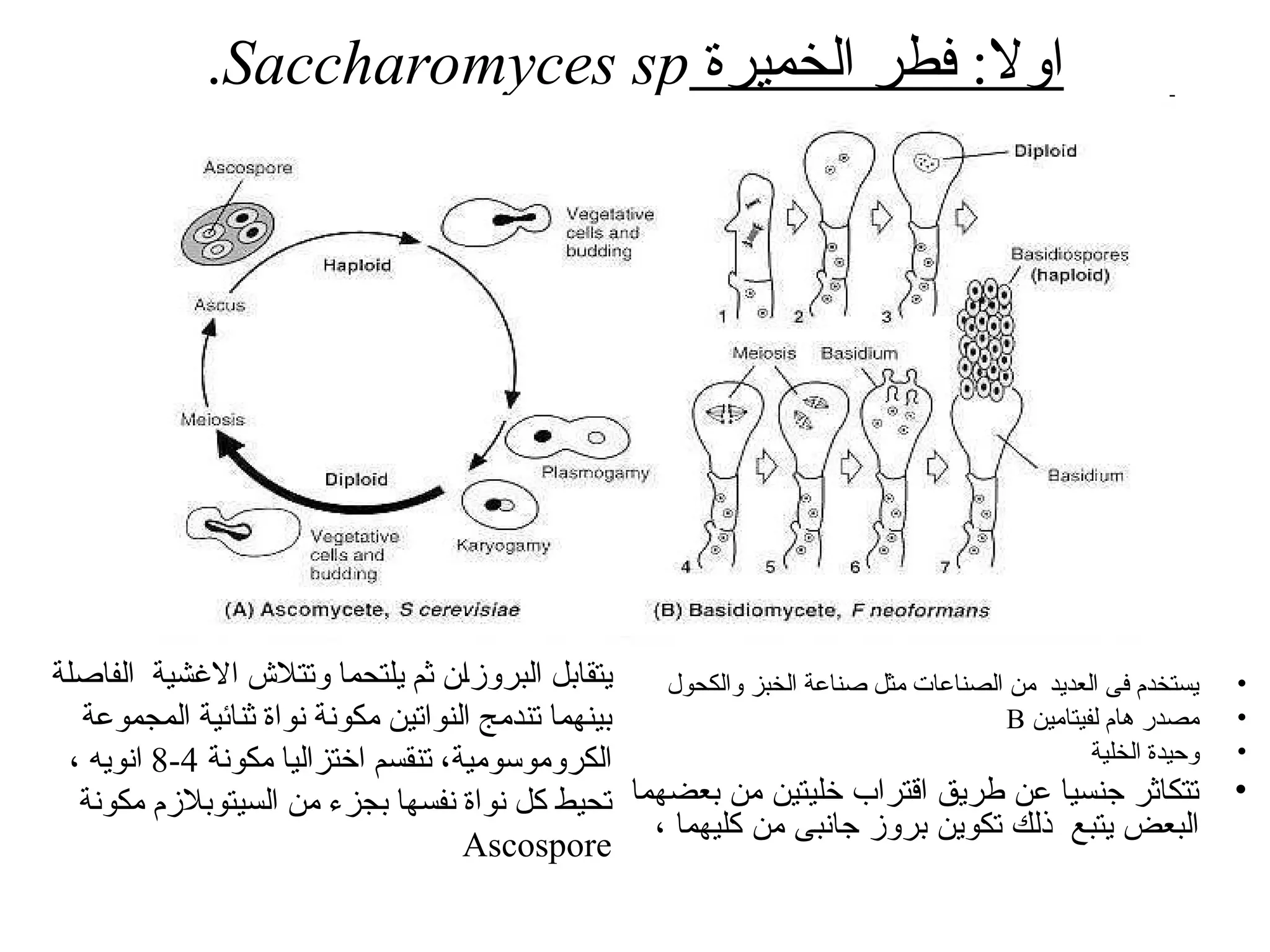 ‫الخميرة‬ ‫فطر‬ :‫اوال‬
Saccharomyces sp
.
•
‫والكحول‬ ‫الخبز‬ ‫صناعة‬ ‫مثل‬ ‫الصناعات‬ ‫من‬ ‫العديد‬ ‫فى‬ ‫يستخدم‬
•
‫لفيتامين‬ ‫هام‬ ‫مصدر‬
B
•
‫الخلي‬ ‫وحيدة‬
‫ة‬
•
‫بعضهما‬ ‫من‬ ‫خليتين‬ ‫اقتراب‬ ‫طريق‬ ‫عن‬ ‫جنسيا‬ ‫تتكاثر‬
، ‫كليهما‬ ‫من‬ ‫جانبى‬ ‫بروز‬ ‫تكوين‬ ‫ذلك‬ ‫يتبع‬ ‫البعض‬
‫الفاصلة‬ ‫االغشية‬ ‫وتتالش‬ ‫يلتحما‬ ‫ثم‬ ‫ن‬Š‫ا‬‫البروز‬ ‫يتقابل‬
‫المجموعة‬ ‫ثنائية‬ ‫نواة‬ ‫مكونة‬ ‫النواتين‬ ‫تندمج‬ ‫بينهما‬
‫مكونة‬ ‫اختزاليا‬ ‫تنقسم‬ ،‫الكروموسومية‬
4
-
8
، ‫انويه‬
‫مكونة‬ ‫السيتوبالزم‬ ‫من‬ ‫بجزء‬ ‫نفسها‬ ‫نواة‬ ‫كل‬ ‫تحيط‬
Ascospore
 