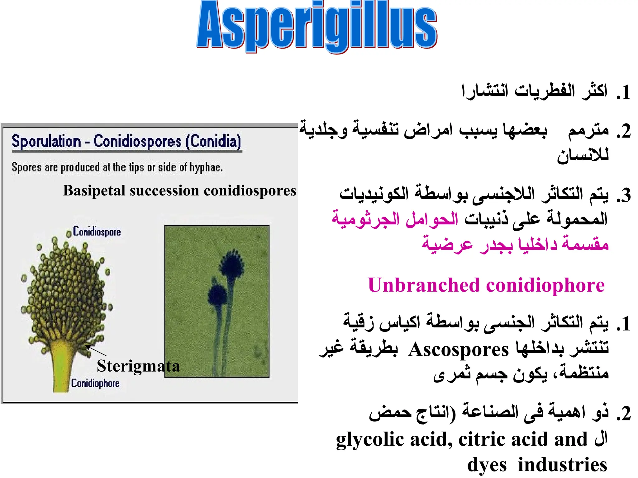 .1
‫انتشارا‬ ‫الفطريات‬ ‫اكثر‬
.2
‫مترم‬
‫م‬
‫وجلدية‬ ‫تنفسية‬ ‫امراض‬ ‫يسبب‬ ‫بعضها‬
‫لالنسان‬
.3
‫الكونيديات‬ ‫بواسطة‬ ‫الالجنسى‬ ‫التكاثر‬ ‫يتم‬
‫ذنيبات‬ ‫على‬ ‫المحمولة‬
‫الجرثومية‬ ‫الحوامل‬
‫عرضية‬ ‫بجدر‬ ‫داخليا‬ ‫مقسمة‬
Unbranched conidiophore
.1
‫زقية‬ ‫اكياس‬ ‫بواسطة‬ ‫الجنسى‬ ‫التكاثر‬ ‫يتم‬
‫بداخلها‬ ‫تنتشر‬
Ascospores
‫غير‬ ‫بطريقة‬
‫منتظمة‬
‫ثمرى‬ ‫جسم‬ ‫يكون‬ ،
.2
‫حمض‬ ‫(انتاج‬ ‫الصناعة‬ ‫فى‬ ‫اهمية‬ ‫ذو‬
‫ال‬
glycolic acid, citric acid and
dyes industries
Basipetal succession conidiospores
Sterigmata
 