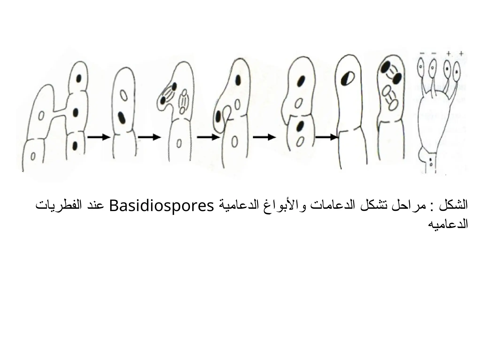 ‫الدعامية‬ ‫واألبواغ‬ ‫الدعامات‬ ‫تشكل‬ ‫مراحل‬ : ‫الشكل‬
Basidiospores
‫الفطريات‬ ‫عند‬
‫الدعاميه‬
 