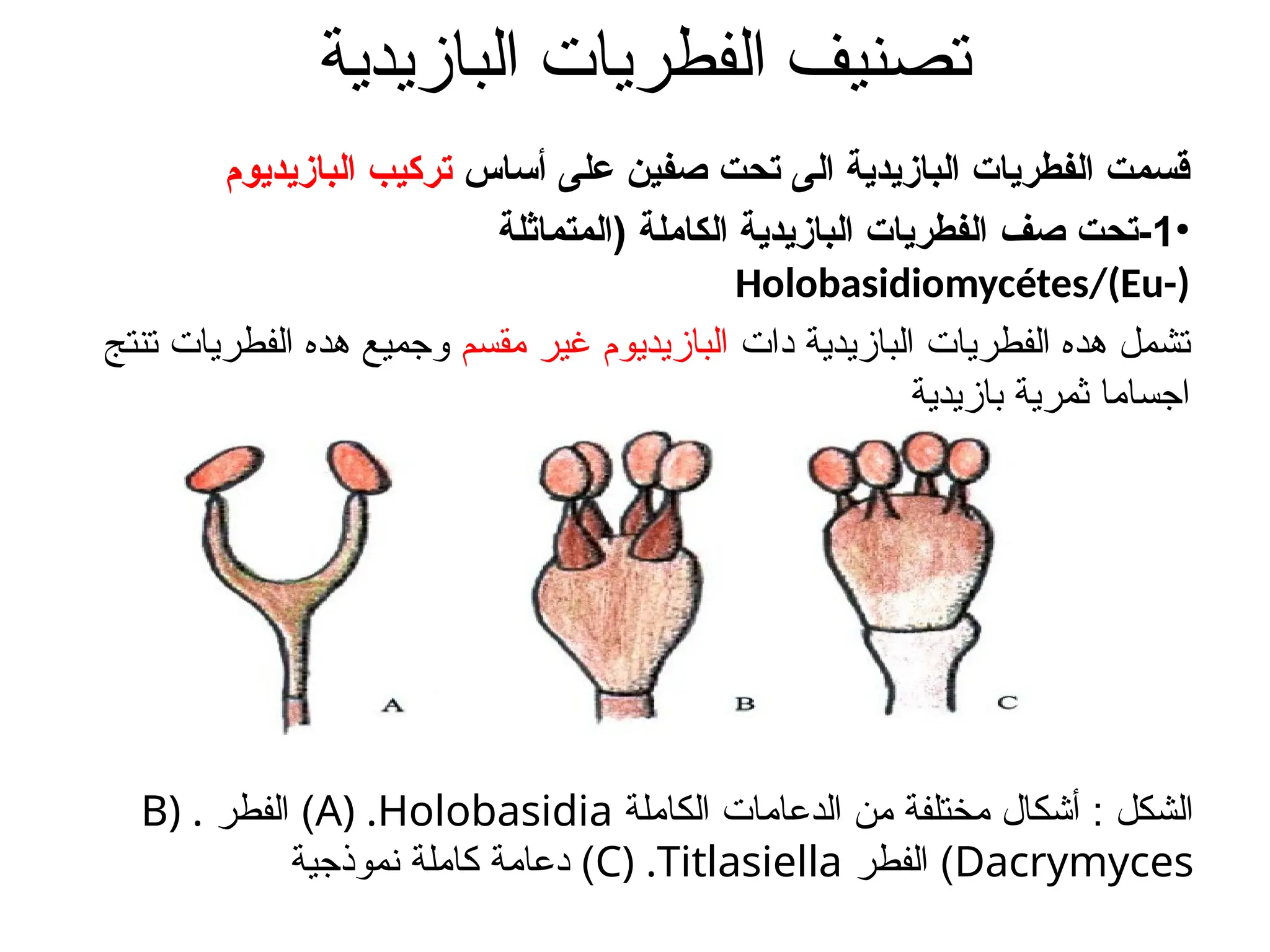 ‫البازيدية‬ ‫الفطريات‬ ‫تصنيف‬
‫أساس‬ ‫على‬ ‫صفين‬ ‫تحت‬ ‫الى‬ ‫البازيدية‬ ‫الفطريات‬ ‫قسمت‬
‫البازيديوم‬ ‫تركيب‬
•
1
‫صف‬ ‫تحت‬-
‫(المتماثلة‬ ‫الكاملة‬ ‫البازيدية‬ ‫الفطريات‬
Holobasidiomycétes/(Eu-)
‫دات‬ ‫البازيدية‬ ‫الفطريات‬ ‫هده‬ ‫تشمل‬
‫مقسم‬ ‫غير‬ ‫البازيديوم‬
‫تنتج‬ ‫الفطريات‬ ‫هده‬ ‫وجميع‬
‫بازيدية‬ ‫ثمرية‬ ‫اجساما‬
‫الكاملة‬ ‫الدعامات‬ ‫من‬ ‫مختلفة‬ ‫أشكال‬ : ‫الشكل‬
A) .Holobasidia
)
‫الفطر‬
B) .
Dacrymyces
)
‫الفطر‬
C) .Titlasiella
)
‫نموذجية‬ ‫كاملة‬ ‫دعامة‬
 