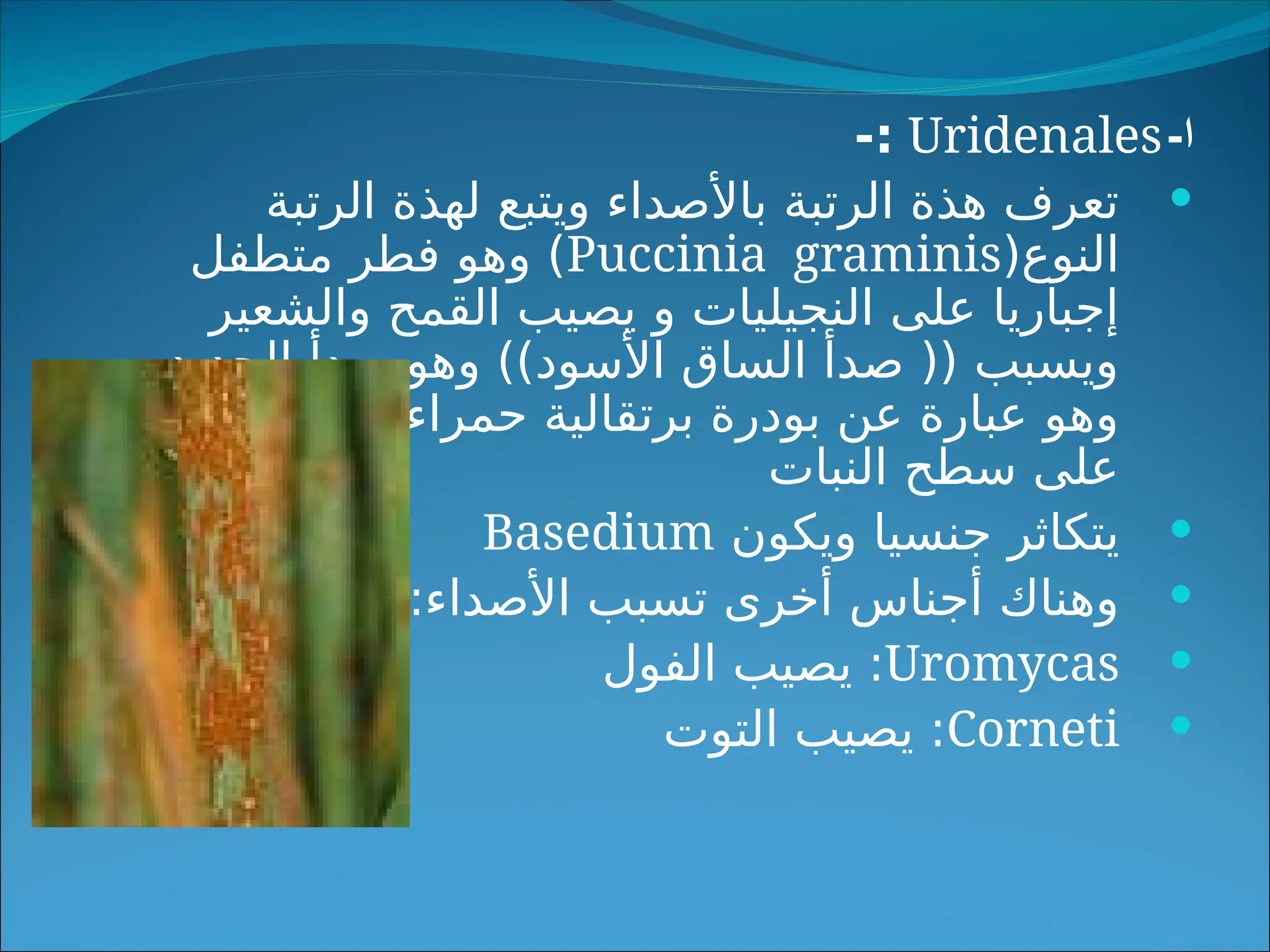 ‫ا‬
-
Uridenales
-:

‫الرتبة‬ ‫لهذة‬ ‫ويتبع‬ ‫باألصداء‬ ‫الرتبة‬ ‫هذة‬ ‫تعرف‬
(‫النوع‬
Puccinia graminis
‫متطفل‬ ‫فطر‬ ‫وهو‬ )
‫والشعير‬ ‫القمح‬ ‫يصيب‬ ‫و‬ ‫النجيليات‬ ‫على‬ ‫إجباريا‬
‫الحديد‬ ‫صدأ‬ ‫وهو‬ ))‫األسود‬ ‫الساق‬ ‫صدأ‬ (( ‫ويسبب‬
‫توجد‬ ‫اللون‬ ‫حمراء‬ ‫برتقالية‬ ‫بودرة‬ ‫عن‬ ‫عبارة‬ ‫وهو‬
‫النبات‬ ‫سطح‬ ‫على‬

‫ويكون‬ ‫جنسيا‬ ‫يتكاثر‬
Basedium

-:‫األصداء‬ ‫تسبب‬ ‫أخرى‬ ‫أجناس‬ ‫وهناك‬

Uromycas
‫الفول‬ ‫يصيب‬ :

Corneti
‫التوت‬ ‫يصيب‬ :
 
