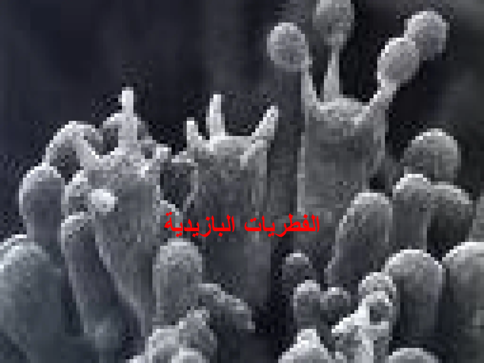 ‫البازيدية‬ ‫الفطريات‬
 