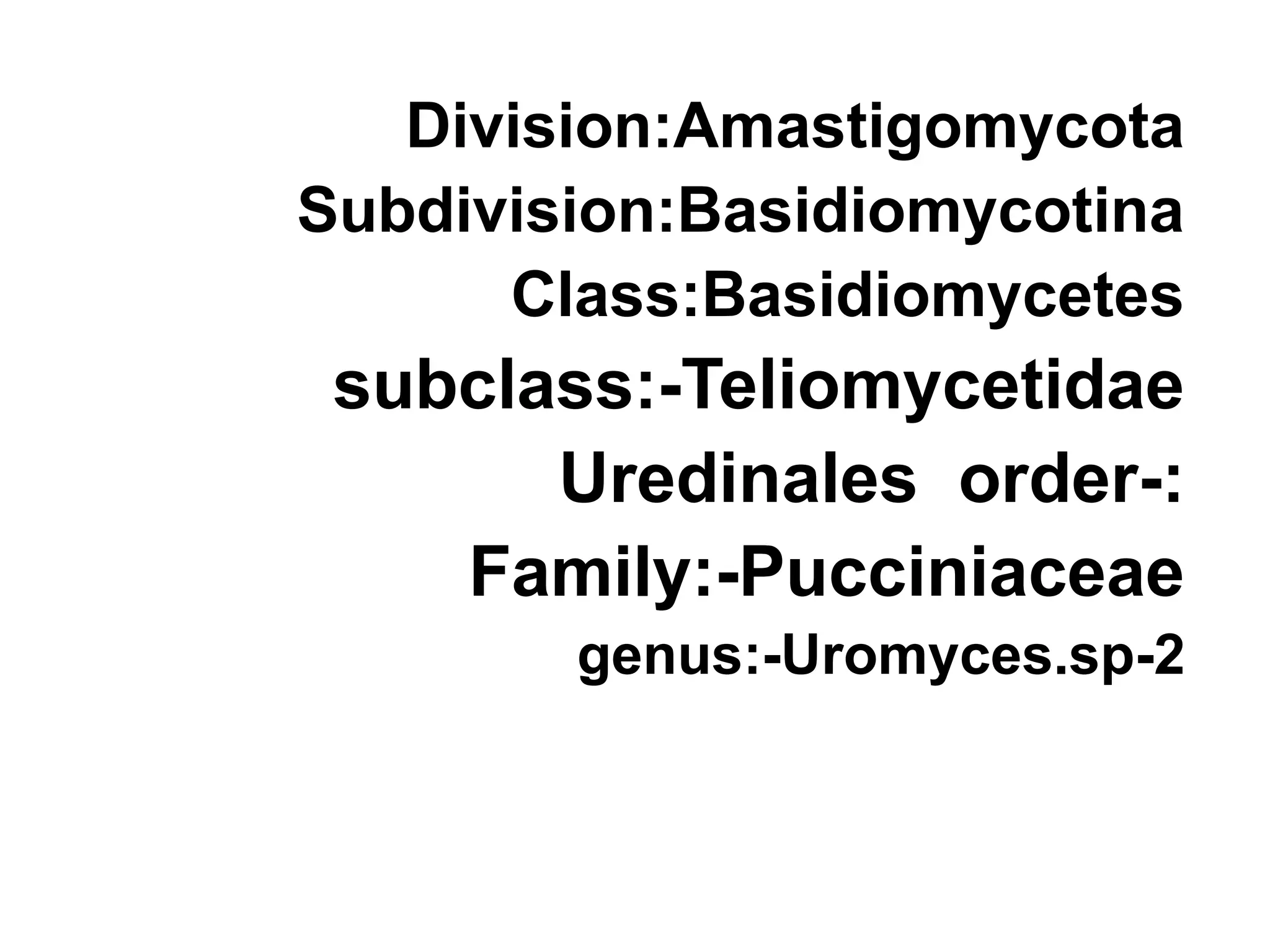Division:Amastigomycota
Subdivision:Basidiomycotina
Class:Basidiomycetes
subclass:-Teliomycetidae
-:
Uredinales order
Family:-Pucciniaceae
2
-
genus:-Uromyces.sp
 