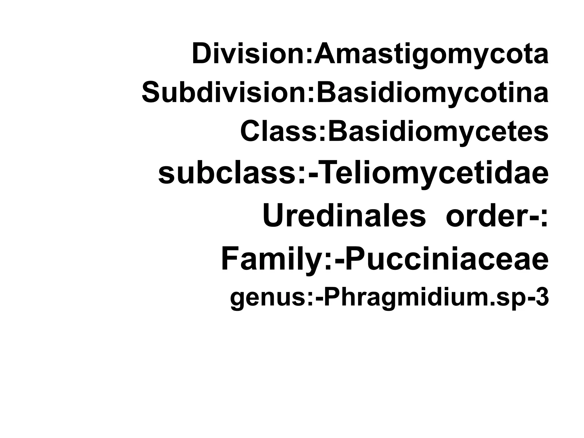 Division:Amastigomycota
Subdivision:Basidiomycotina
Class:Basidiomycetes
subclass:-Teliomycetidae
-:
Uredinales order
Family:-Pucciniaceae
3
-
genus:-Phragmidium.sp
 