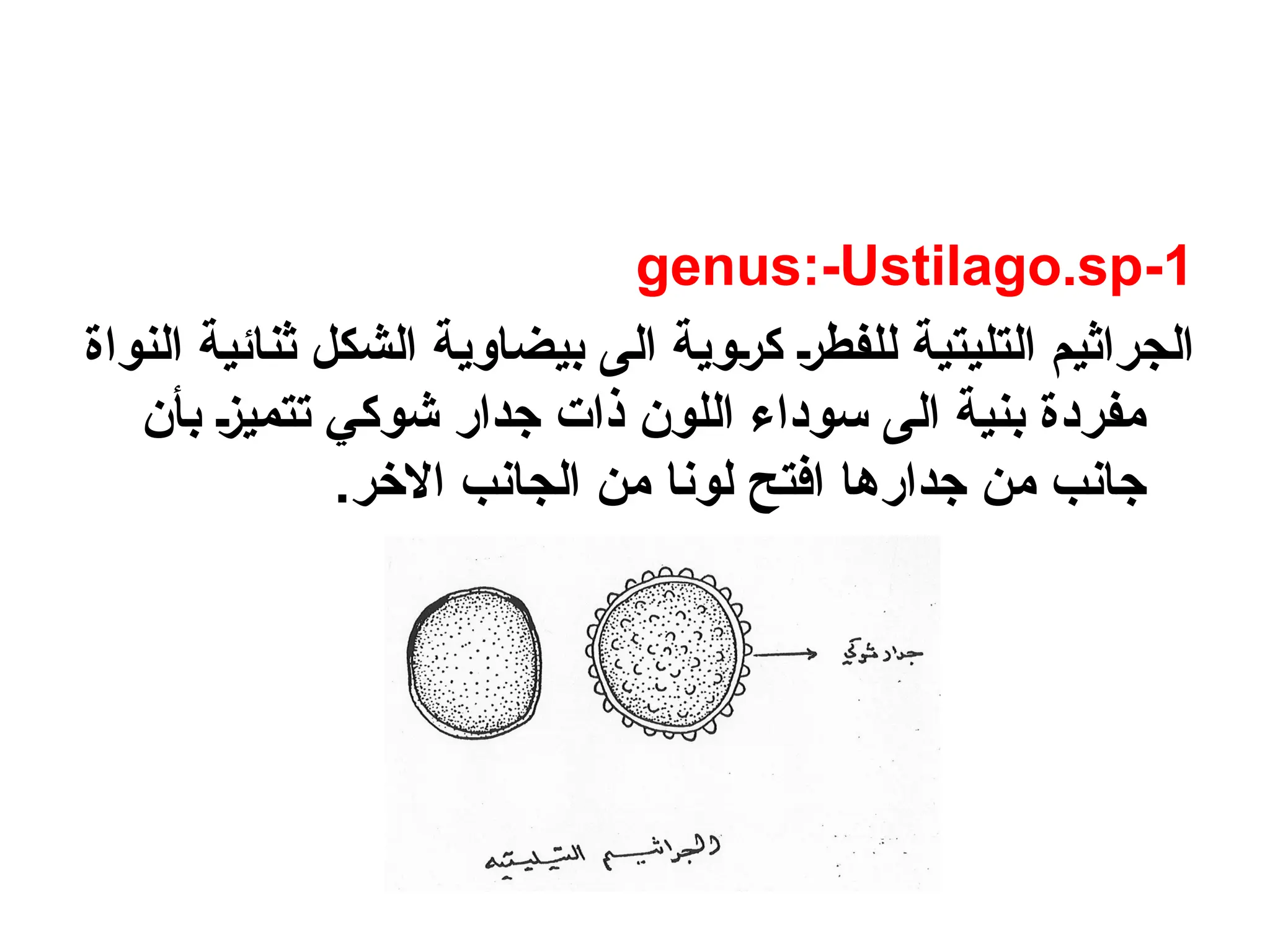 1
-
genus:-Ustilago.sp
‫النواة‬ ‫ثنائية‬ ‫الشكل‬ ‫بيضاوية‬ ‫الى‬ ‫وية‬n‫ر‬‫ك‬ n‫ر‬‫للفط‬ ‫التليتية‬ ‫الجراثيم‬
‫بأن‬ n‫ز‬‫تتمي‬ ‫شوكي‬ ‫جدار‬ ‫ذات‬ ‫اللون‬ ‫سوداء‬ ‫الى‬ ‫بنية‬ ‫مفردة‬
.‫االخر‬ ‫الجانب‬ ‫من‬ ‫لونا‬ ‫افتح‬ ‫جدارها‬ ‫من‬ ‫جانب‬
 