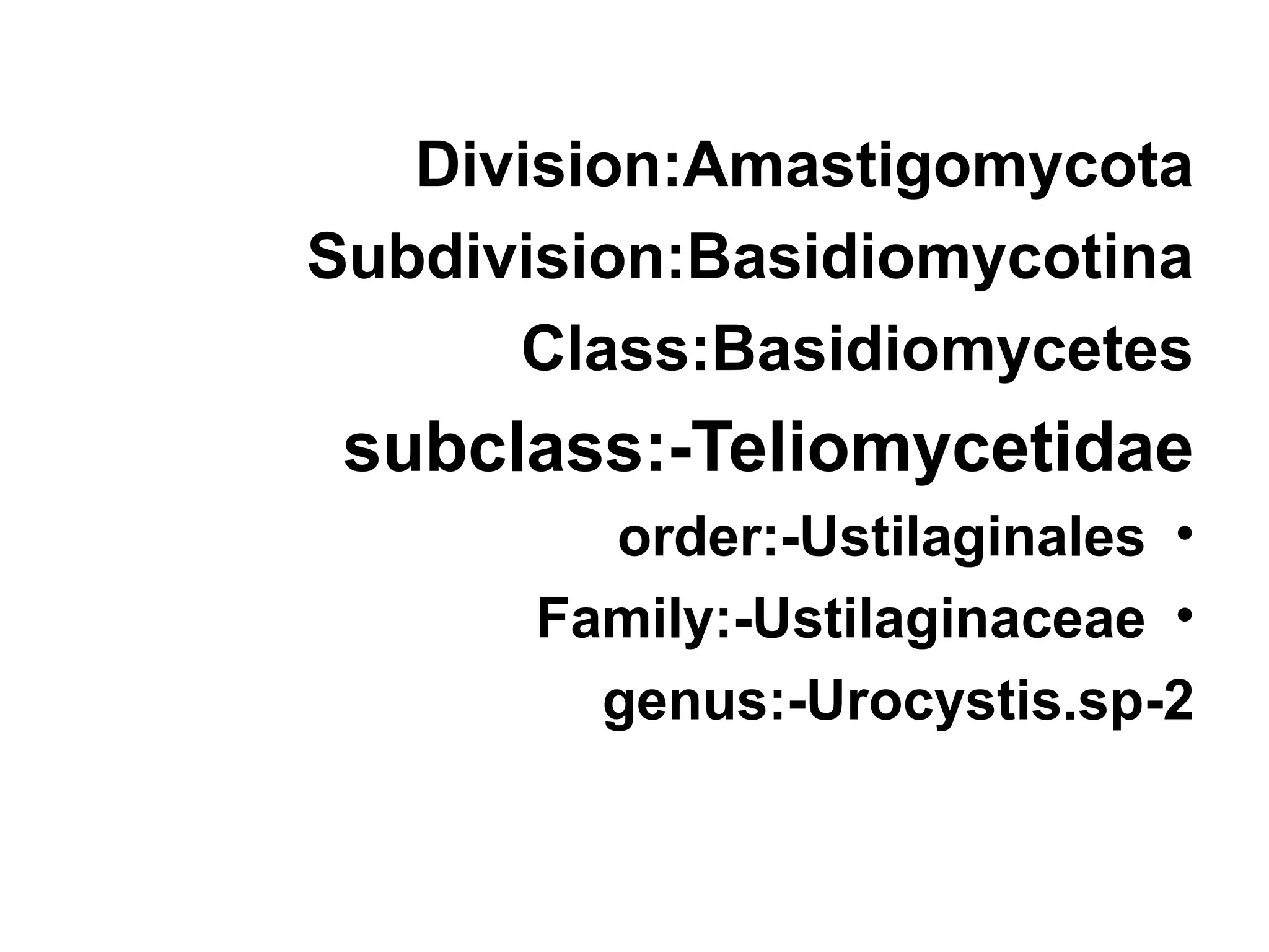 Division:Amastigomycota
Subdivision:Basidiomycotina
Class:Basidiomycetes
subclass:-Teliomycetidae
•
order:-Ustilaginales
•
Family:-Ustilaginaceae
2
-
genus:-Urocystis.sp
 