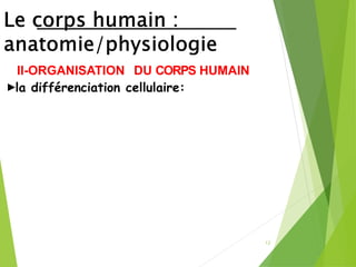 ►
II-ORGANISATION DU CORPS HUMAIN
la différenciation cellulaire:
12
 
