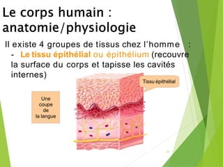 15
Il existe 4 groupes de tissus chez l’homme :
- Le tissu épithélial ou épithélium (recouvre
la surface du corps et tapisse les cavités
internes)
Une
coupe
de
la langue
Tissu épithélial
 