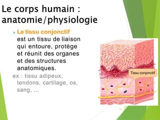 16
➢ Le tissu conjonctif
est un tissu de liaison
qui entoure, protège
et réunit des organes
et des structures
anatomiques.
ex : tissu adipeux,
tendons, cartilage, os,
sang, ...
Tissu conjonctif
 