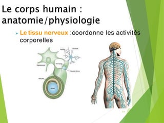 19
➢ Le tissu nerveux :coordonne les activités
corporelles
 