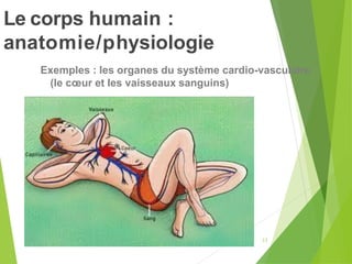 Le corps humain :
anatomie/physiologie
23
Exemples : les organes du système cardio-vasculaire
(le cœur et les vaisseaux sanguins)
 