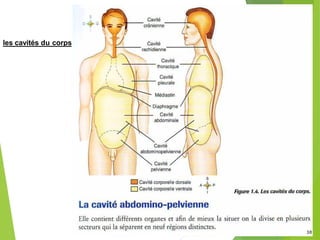les cavités du corps
38
 