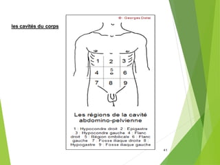 les cavités du corps
41
 