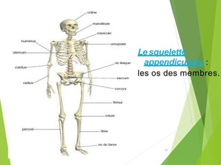 42
Lesquelette
appendiculaire :
les os des membres.
 