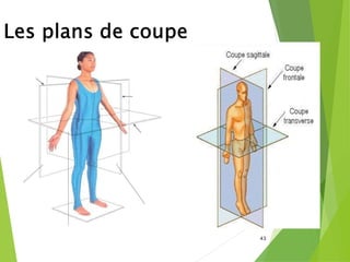 cours-AS-présentation-du-corps-humain-converti-converti.pdf