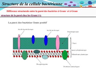 Structure Bacteries Cours-de-microbiologie-generale parasitologie.pptx