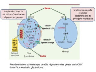 Représentation schématique du rôle régulateur des gènes du MODY
dans l’homéostasie glycémique.
Implication dans la
sécrétion d’insuline en
réponse au glucose
Implication dans la
synthèse
postprandiale de
glycogène hépatique
 
