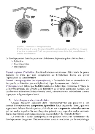 12
Schéma 4 : Formation de dents permanentes.
Du côté lingual de la lame dentaire initiale (DD : dent déciduale) se constitue un bourgeon
d'une dent permanente (DP). Ce bourgeon se transforme en cloche. PA: préaméloblastes; D:
dentine; 0:odontoblastes.
Le développement dentaire peut être divisé en trois phases qui se chevauchent :
 Initiation
 Morphogénèse
 Histogénèse
Durant la phase d’initiation : les sites des futures dents sont déterminés. Le germe
dentaire est initié par une invagination de l’épithélium buccal qui prend
l’appellation de lame dentaire.
Durant la morphogenèse (ou organogénèse), la forme de la dent est déterminée à la
fois par la prolifération (ou multiplication) et par le mouvement cellulaire.
L’histogénèse est définie par la différenciation cellulaire (qui commence à l’étape de
la morphogénèse) ; elle aboutit à la formation de couches cellulaires variées. Ces
couches sont soit minéralisées (dentine, email, cément) ou non minéralisées comme
la pulpe et le ligament parodontal.
7. Morphogenèse du germe dentaire:
Chaque bourgeon s'enfonce dans l'ectomésenchyme qui prolifère à son
contact. Il comporte une composante épithéliale, futur organe de l'émail, qui reste
appendue à la lame dentaire par un pédicule, et une composante mésenchymateuse
qui deviendra la pulpe. Sa morphogenèse primaire regroupe des stades successifs
depuis l'apparition du bourgeon jusqu'à la constitution du follicule dentaire.
Le terme de « stade» correspondant en quelque sorte à un «instantané» du
développement du germe. Chaque stade est surtout caractérisé par la morphologie
 
