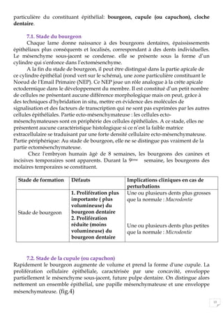 13
particulière du constituant épithélial: bourgeon, cupule (ou capuchon), cloche
dentaire.
7.1. Stade du bourgeon
Chaque lame donne naissance à des bourgeons dentaires, épaississements
épithéliaux plus conséquents et localisés, correspondant à des dents individuelles.
Le mésenchyme sous-jacent se condense. elle se présente sous la forme d’un
cylindre qui s'enfonce dans l’ectomésenchyme.
A la fin du stade de bourgeon, il peut être distingué dans la partie apicale de
ce cylindre épithélial (rond vert sur le schéma), une zone particulière constituant le
Noeud de l'Email Primaire (NEP). Ce NEP joue un rôle analogue à la crête apicale
ectodermique dans le développement du membre. Il est constitué d’un petit nombre
de cellules ne présentant aucune différence morphologique mais on peut, grâce à
des techniques d'hybridation in situ, mettre en évidence des molécules de
signalisation et des facteurs de transcription qui ne sont pas exprimées par les autres
cellules épithéliales. Partie ecto-mésenchymateuse : les cellules ecto-
mésenchymateuses sont en périphérie des cellules épithéliales. A ce stade, elles ne
présentent aucune caractéristique histologique si ce n’est la faible matrice
extracellulaire se traduisant par une forte densité cellulaire ecto-mésenchymateuse.
Partie périphérique: Au stade de bourgeon, elle ne se distingue pas vraiment de la
partie ectomésenchymateuse.
Chez l'embryon humain âgé de 8 semaines, les bourgeons des canines et
incisives temporaires sont apparents. Durant la 9ème semaine, les bourgeons des
molaires temporaires se constituent.
Stade de formation Défauts Implications cliniques en cas de
perturbations
Stade de bourgeon
1. Prolifération plus
importante ( plus
volumineuse) du
bourgeon dentaire
2. Prolifération
réduite (moins
volumineuse) du
bourgeon dentaire
Une ou plusieurs dents plus grosses
que la normale : Macrodontie
Une ou plusieurs dents plus petites
que la normale : Microdontie
7.2. Stade de la cupule (ou capuchon)
Rapidement le bourgeon augmente de volume et prend la forme d'une cupule. La
prolifération cellulaire épithéliale, caractérisée par une concavité, enveloppe
partiellement le mésenchyme sous-jacent, future pulpe dentaire. On distingue alors
nettement un ensemble épithélial, une papille mésenchymateuse et une enveloppe
mésenchymateuse. (fig.4)
 
