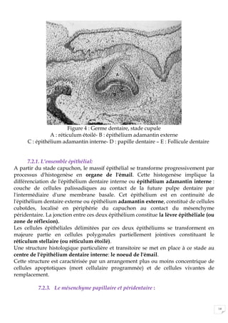 14
Figure 4 : Germe dentaire, stade cupule
A : réticulum étoilé- B : épithélium adamantin externe
C : épithélium adamantin interne- D : papille dentaire – E : Follicule dentaire
7.2.1. L'ensemble épithélial:
A partir du stade capuchon, le massif épithélial se transforme progressivement par
processus d'histogenèse en organe de l'émail. Cette histogenèse implique la
différenciation de l'épithélium dentaire interne ou épithélium adamantin interne :
couche de cellules palissadiques au contact de la future pulpe dentaire par
l'intermédiaire d'une membrane basale. Cet épithélium est en continuité de
l'épithélium dentaire externe ou épithélium adamantin externe, constitué de cellules
cuboïdes, localisé en périphérie du capuchon au contact du mésenchyme
péridentaire. La jonction entre ces deux épithélium constitue la lèvre épithéliale (ou
zone de réflexion).
Les cellules épithéliales délimitées par ces deux épithéliums se transforment en
majeure partie en cellules polygonales partiellement jointives constituant le
réticulum stellaire (ou réticulum étoilé).
Une structure histologique particulière et transitoire se met en place à ce stade au
centre de l'épithélium dentaire interne: le noeud de l'émail.
Cette structure est caractérisée par un arrangement plus ou moins concentrique de
cellules apoptotiques (mort cellulaire programmée) et de cellules vivantes de
remplacement.
7.2.3. Le mésenchyme papillaire et péridentaire :
 