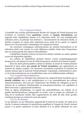 16
la cloche peut être considéré comme l’étape déterminant la forme de la dent .
7.3.1. L'organe de l'émail :
L'ensemble des couches précédemment décrites de l'organe de l'émail poursuit son
évolution et s'enrichit d'une quatrième couche, le stratum intermédium, qui
apparaît entre l'épithélium interne et le réticulum étoilé. Par une multiplication
cellulaire active, il participe tout d'abord à l'accroissement du réticulum étoilé, ce
dernier occupant un espace plus important qu'au stade de la cupule, en rapport
direct avec l'accroissement volumétrique de l'organe de l'émail.
Les caractères cytologiques ultrastructuraux du stratum intermédium et du
réticulum étoilé sont voisins. La seule différence notable réside dans l'importance
plus ou moins grande des espaces intercellulaires.
L'épithélium dentaire externe est formé de cellules cuboïdes ou même aplaties
ayant une disposition régulière.
Les cellules de l'épithélium dentaire interne varient morphologiquement
lorsqu'on les suit depuis la zone de réflexion jusqu'au moment de la future cuspide.
Dans les dents pluricuspidées comme la molaire, le nœud de l’émail primaire
disparaît et laisse place aux nœuds de l’émail secondaires, qui apparaissent au
sommet de chaque cuspide. Ces structures secondaires expriment et sécrètent les
mêmes facteurs que le nœud de l’émail primaire. Cependant, contrairement à celui-
ci, ils n’interviennent pas sur la prolifération mais sur la différenciation cellulaire.
7.3.2. La papille mésenchymateuse :
La région papillaire se distingue très nettement du conjonctif basal maxillaire par sa
densité cellulaire due à une multiplication et à un rassemblement des cellules
mésenchymateuses, ainsi que par l'importance des fibrilles de collagènes et par la
richesse de sa substance fondamentale en mucopolysaccharides. Les capillaires et
fibres nerveuses y apparaissent nombreux.
Dans sa région périphérique, en regard des préaméloblastes, les cellules de la
papille mésenchymateuse, polygonales ou ovales, vont se ranger en« palissade» le
long de la membrane basale; elles augmenteront de taille de telle sorte qu'elles
viendront presque au contact les unes des autres.
7.3.3. Le sac dentaire:
Le sac dentaire, ou sac folliculaire, apparaît dès le stade de la cupule. Au stade de la
cloche, il entoure nettement le mésenchyme papillaire et l'organe de l'émail, laissant
passer à sa partie supérieure la lame dentaire et à sa partie inférieure les axes
 